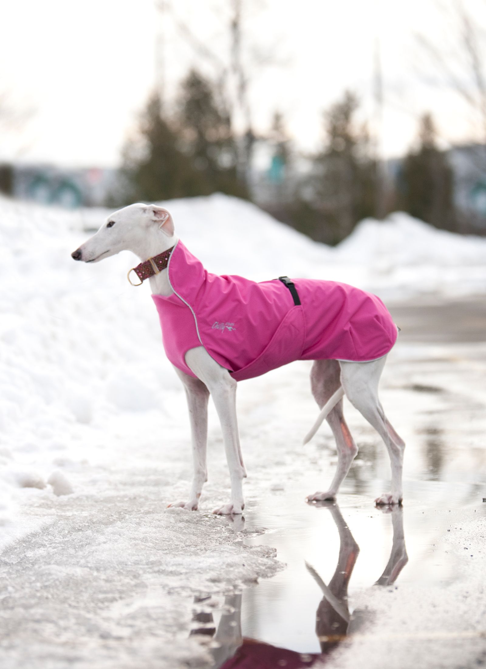 Chilly Dogs Harbour Slicker STANDARD Chilly Dogs Harbour Slicker STANDARD