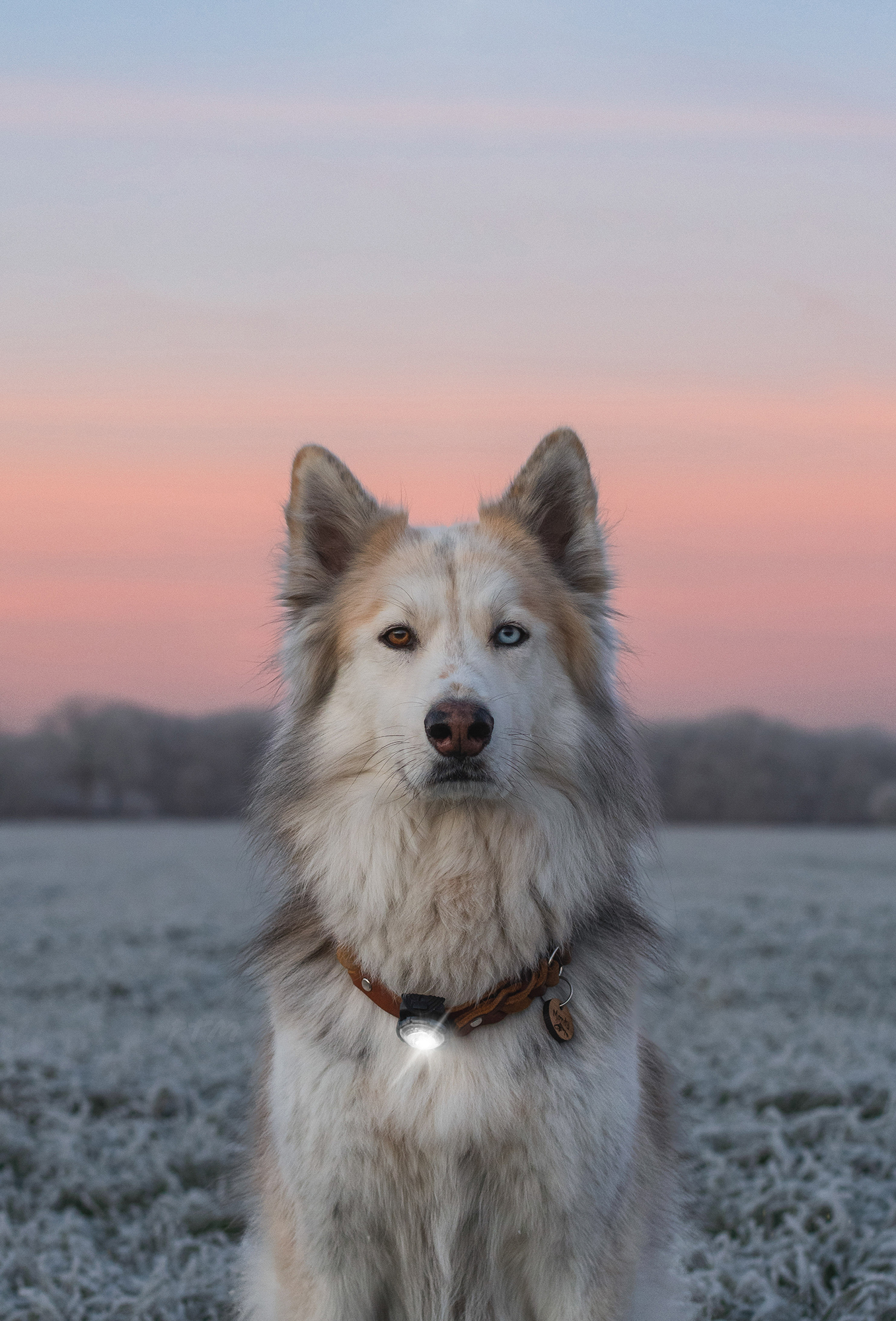 Orbiloc Dog Dual Light white