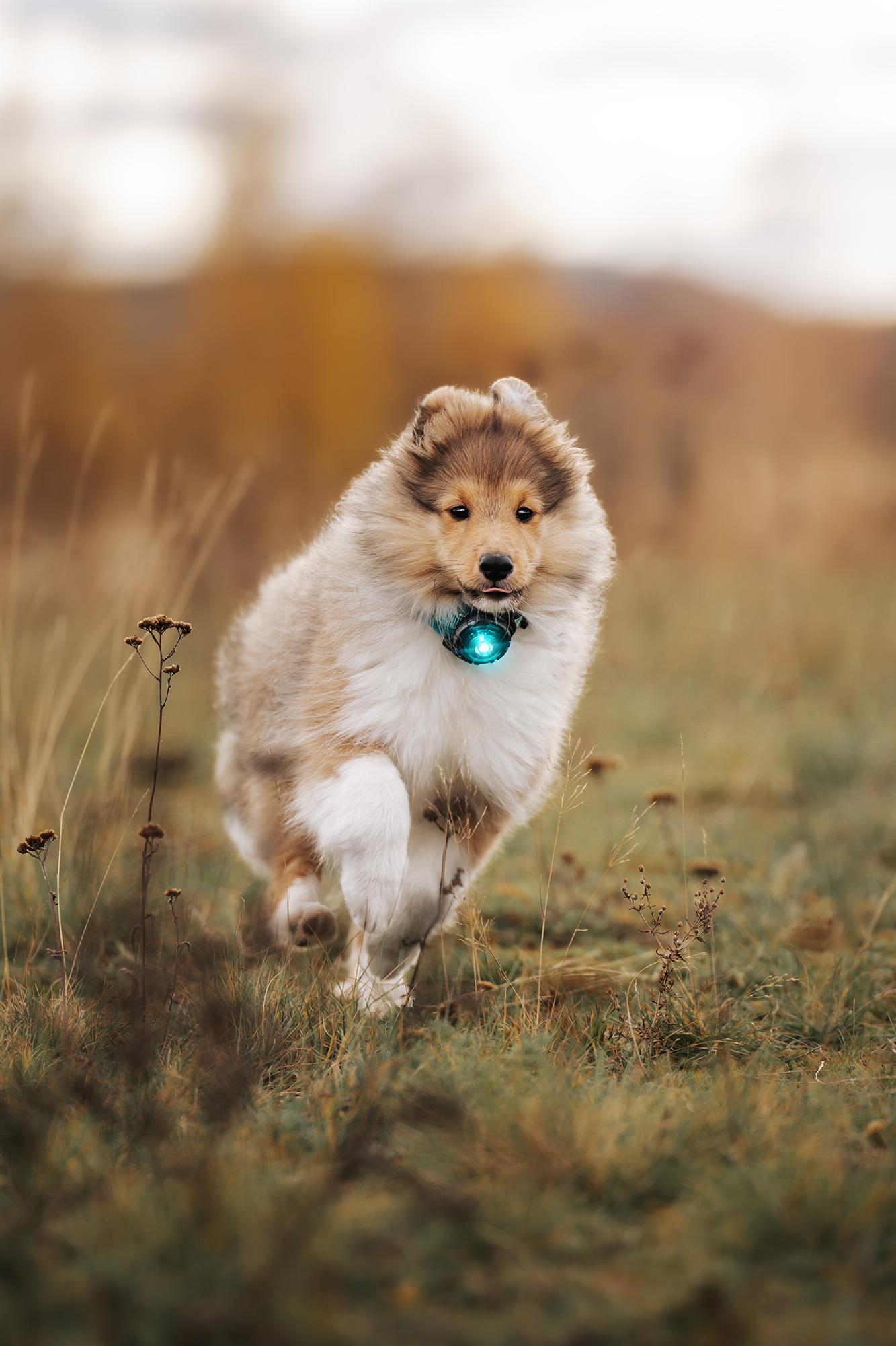 Orbiloc Dog Dual Light turquoise