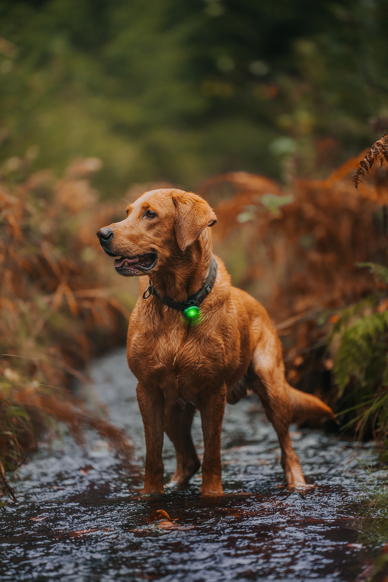 Orbiloc Dog Dual Light green