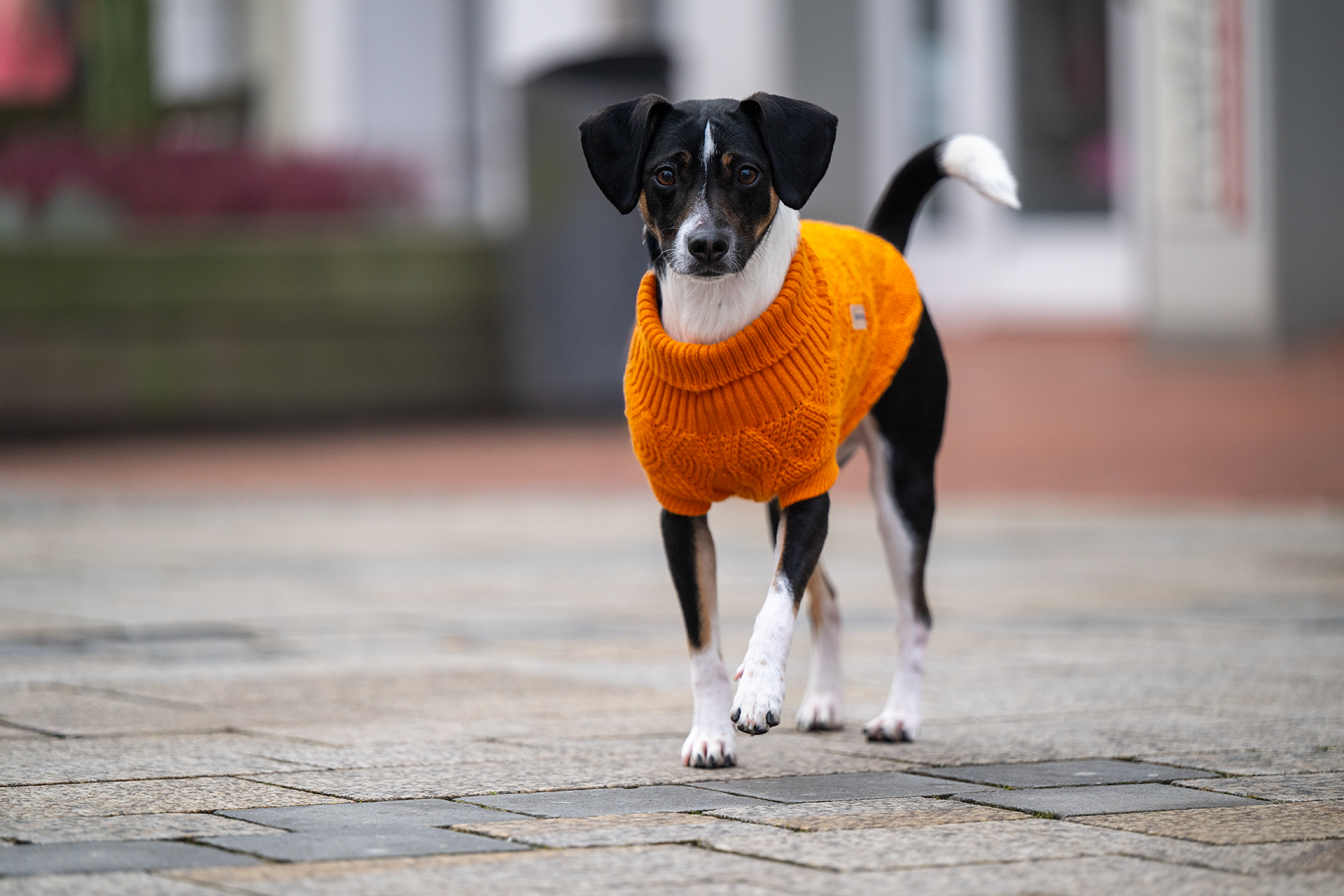 Wolters Strickpullover Diamond fancy orange