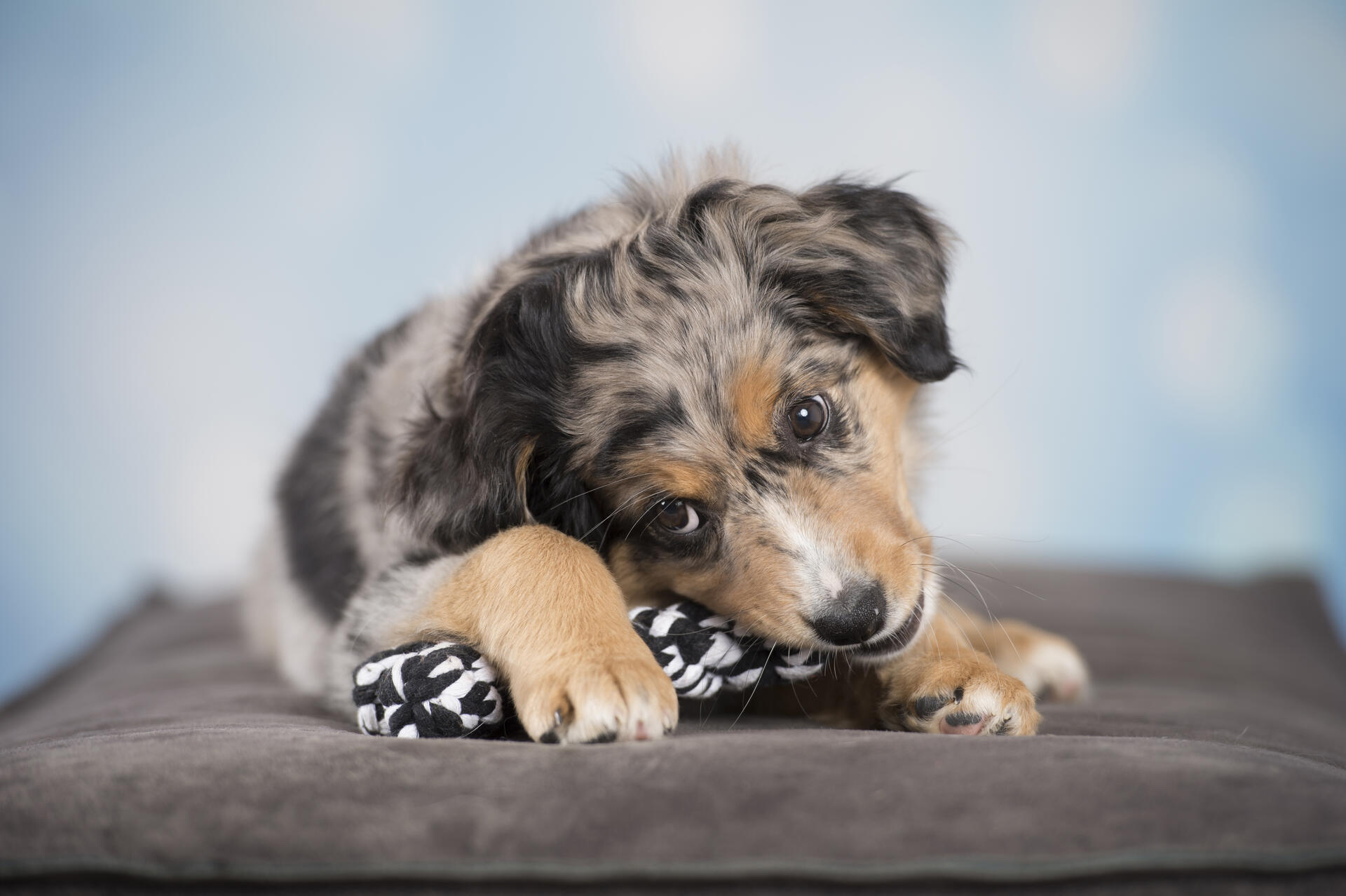 Laboni Hundespielzeug Bonnie Bone, 14cm