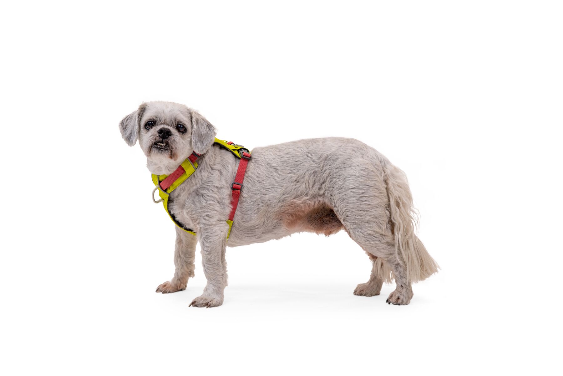 RuffWear Hi & Light™ Harness Lichen Green