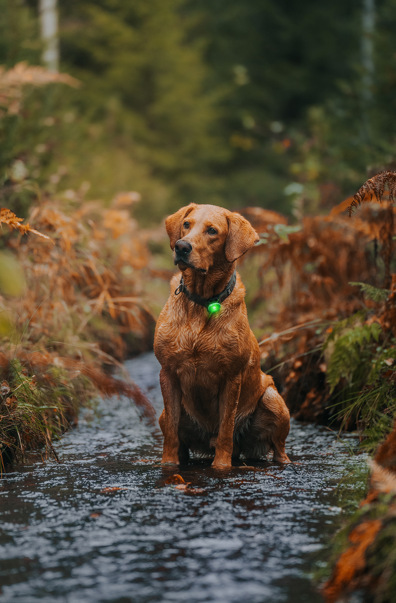 Orbiloc Dog Dual Light green