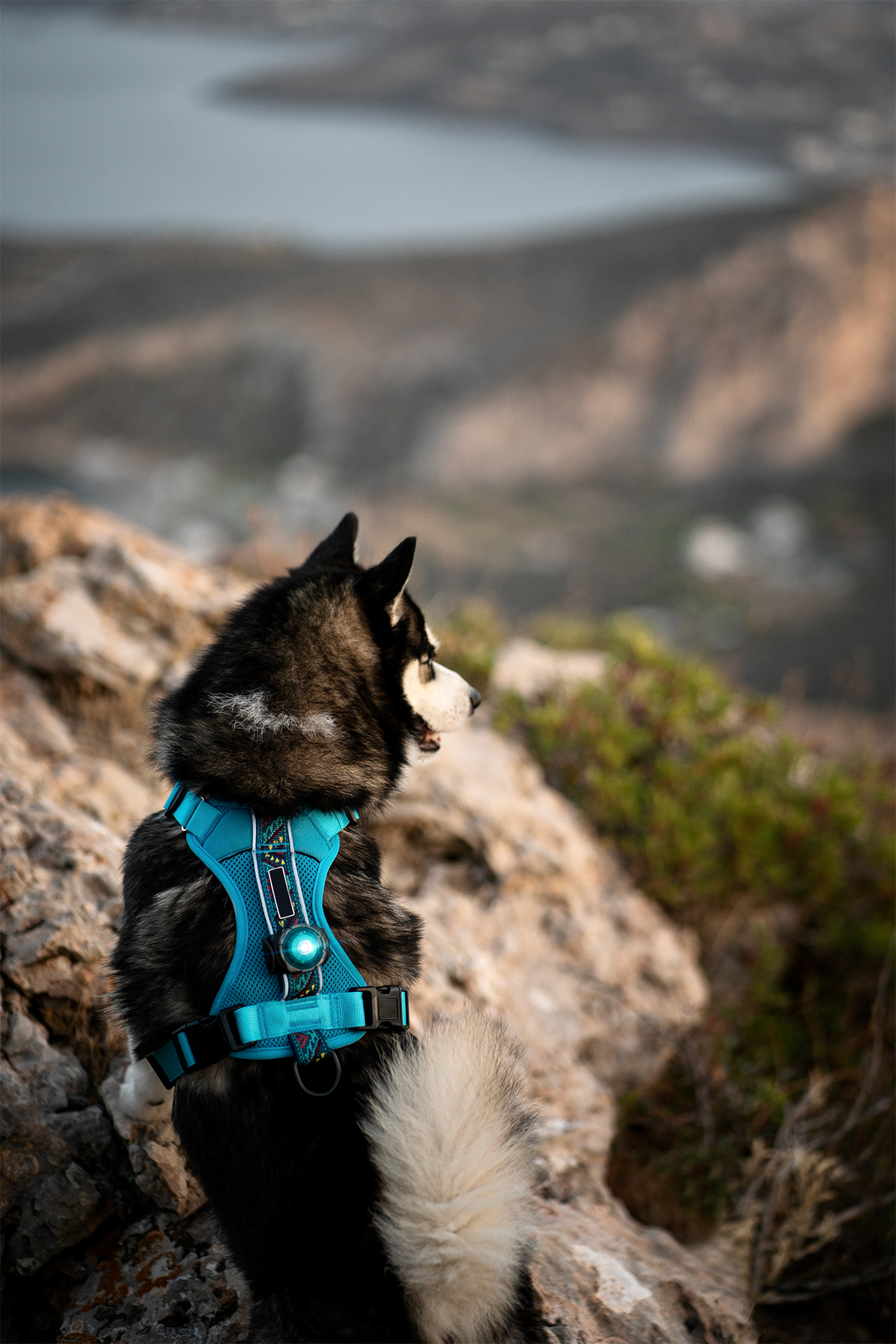 Orbiloc Dog Dual Light turquoise