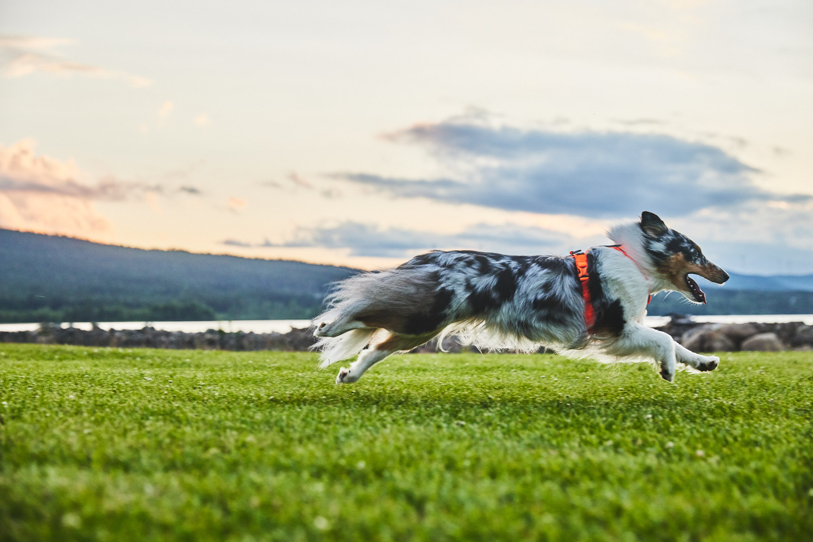 Non-stop dogwear Line Harness 5.0