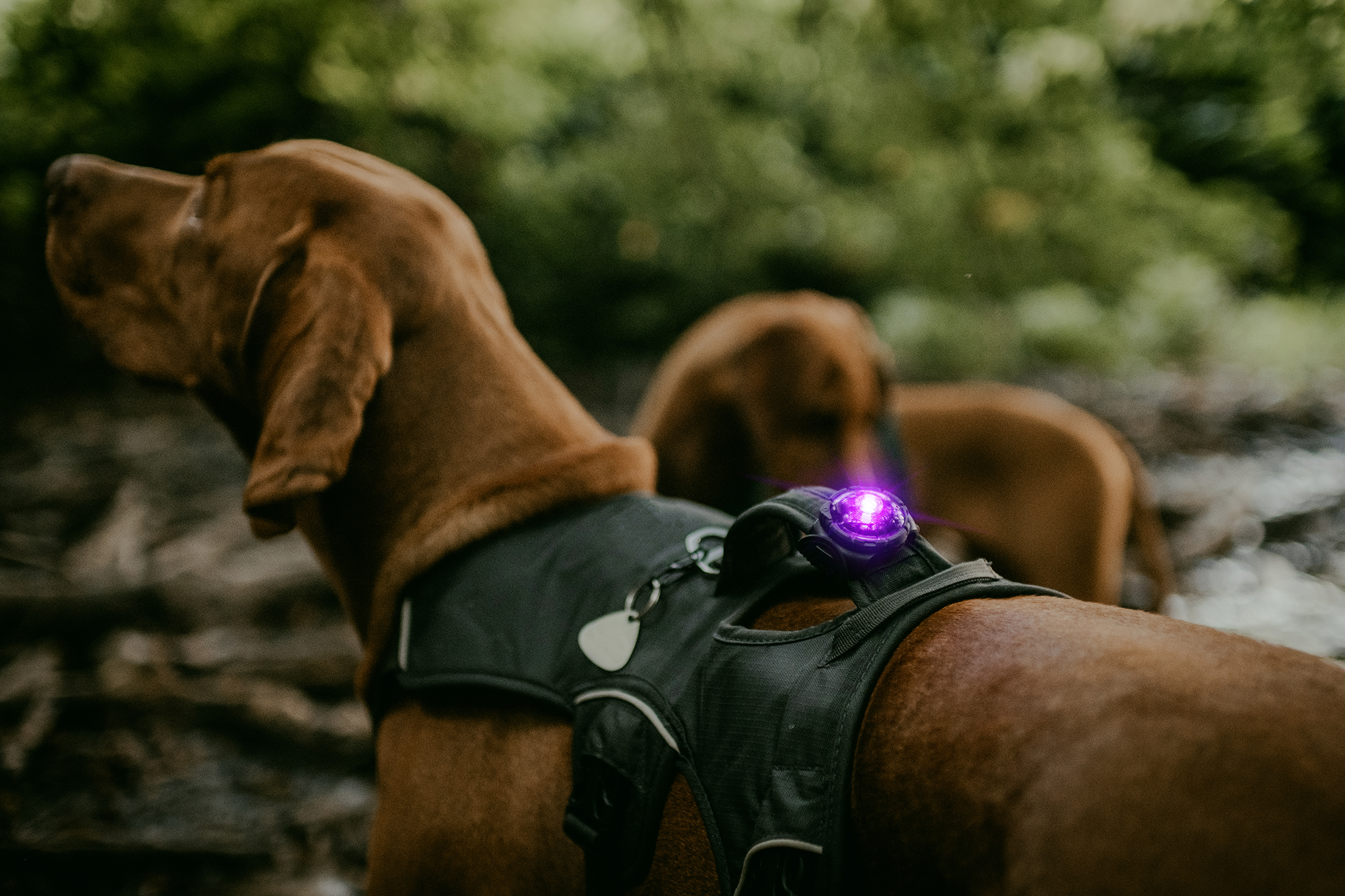 Orbiloc Dog Dual Light purple