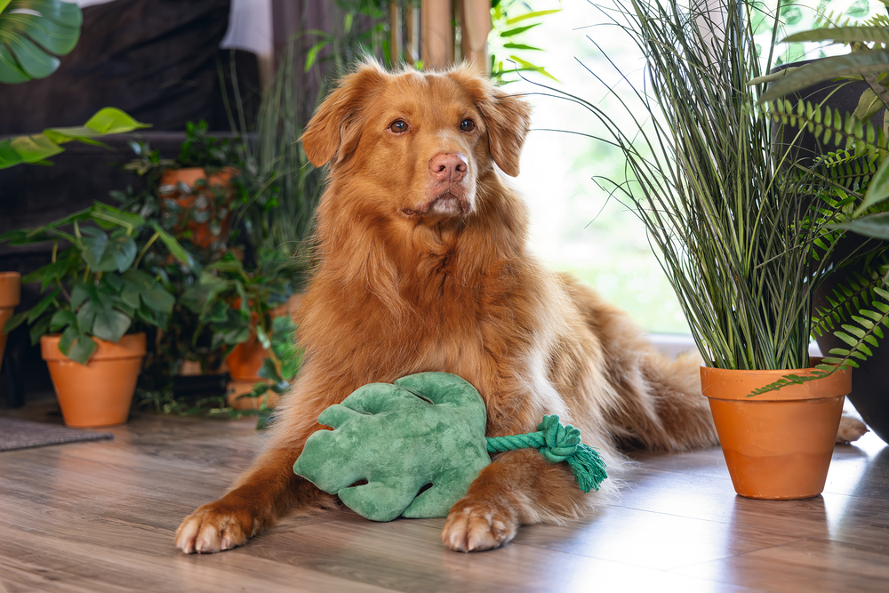 Beeztees Dschungelblatt 33cm
