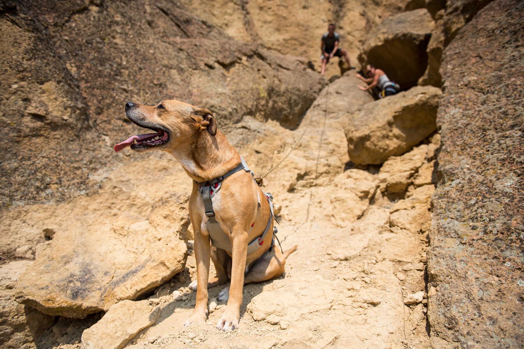 Ruffwear DoubleBack Harness Cloudburst Gray