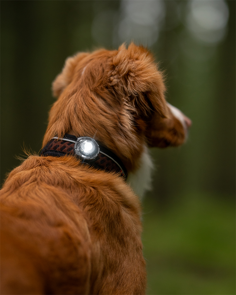 Orbiloc Dog Dual Light Dark