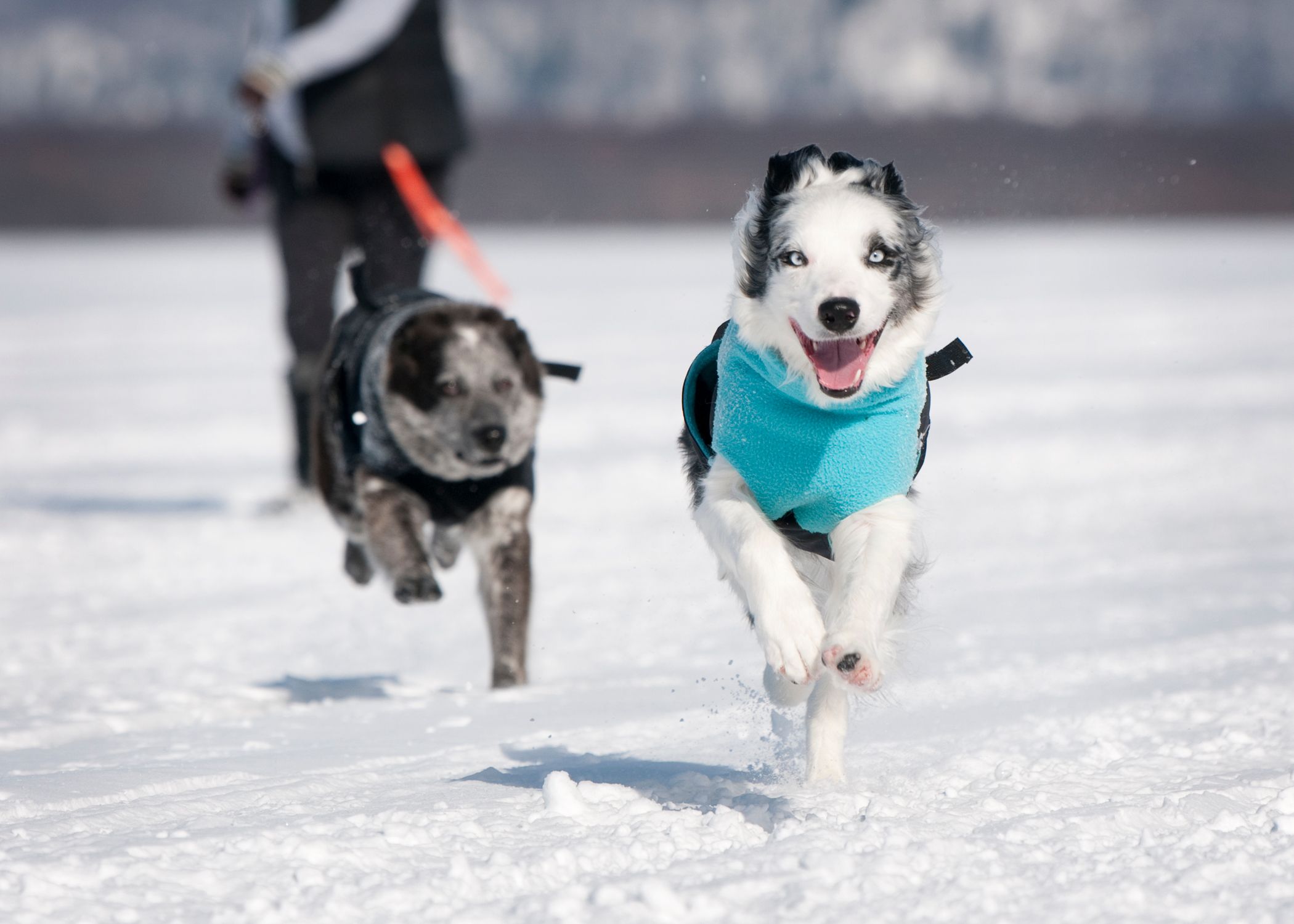 Chilly Dogs Great White North STANDARD