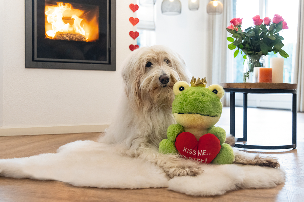 Beeztees Hundespielzeug Valentinstag Froschkönig 32cm grün