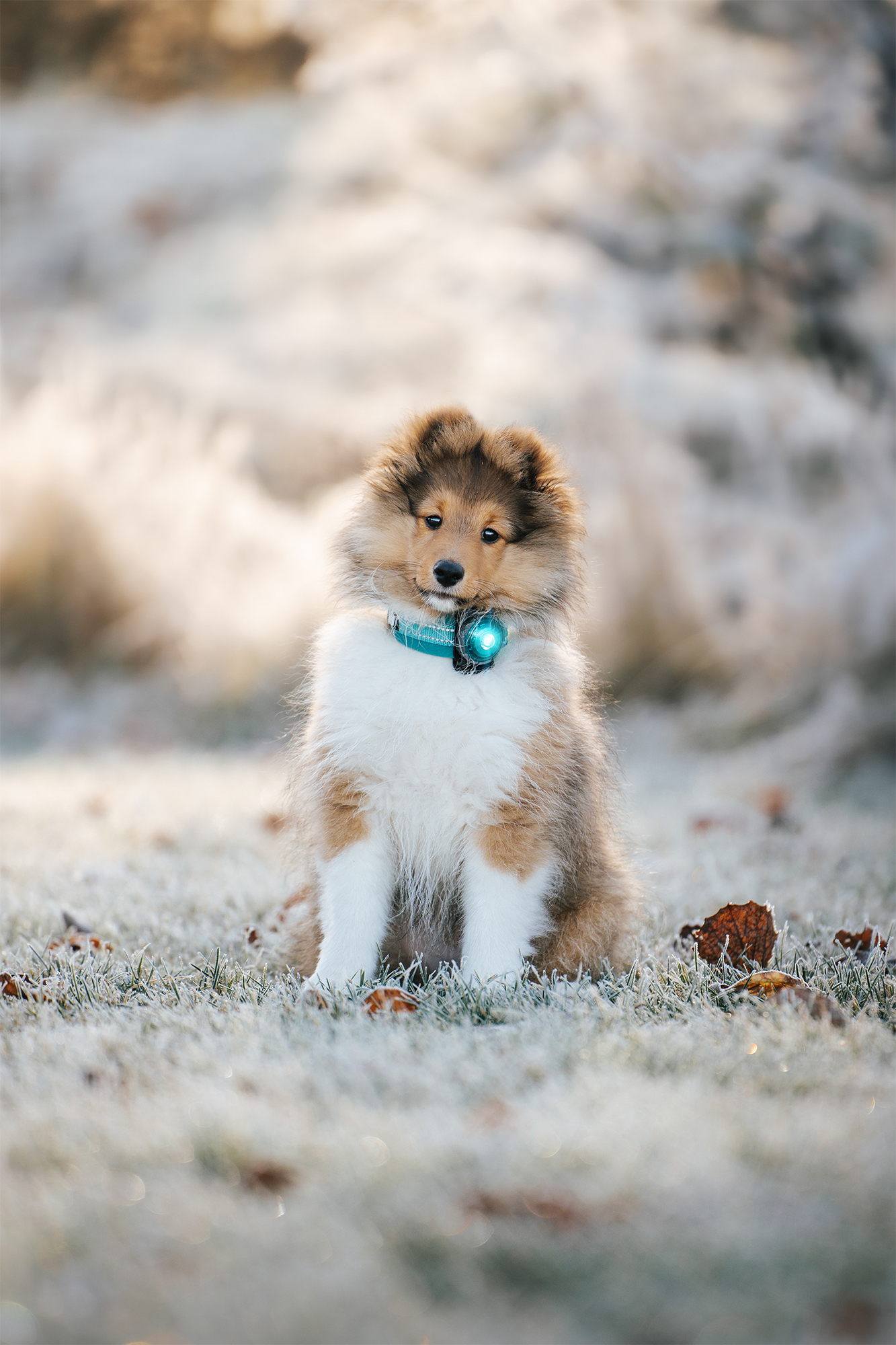 Orbiloc Dog Dual Light turquoise