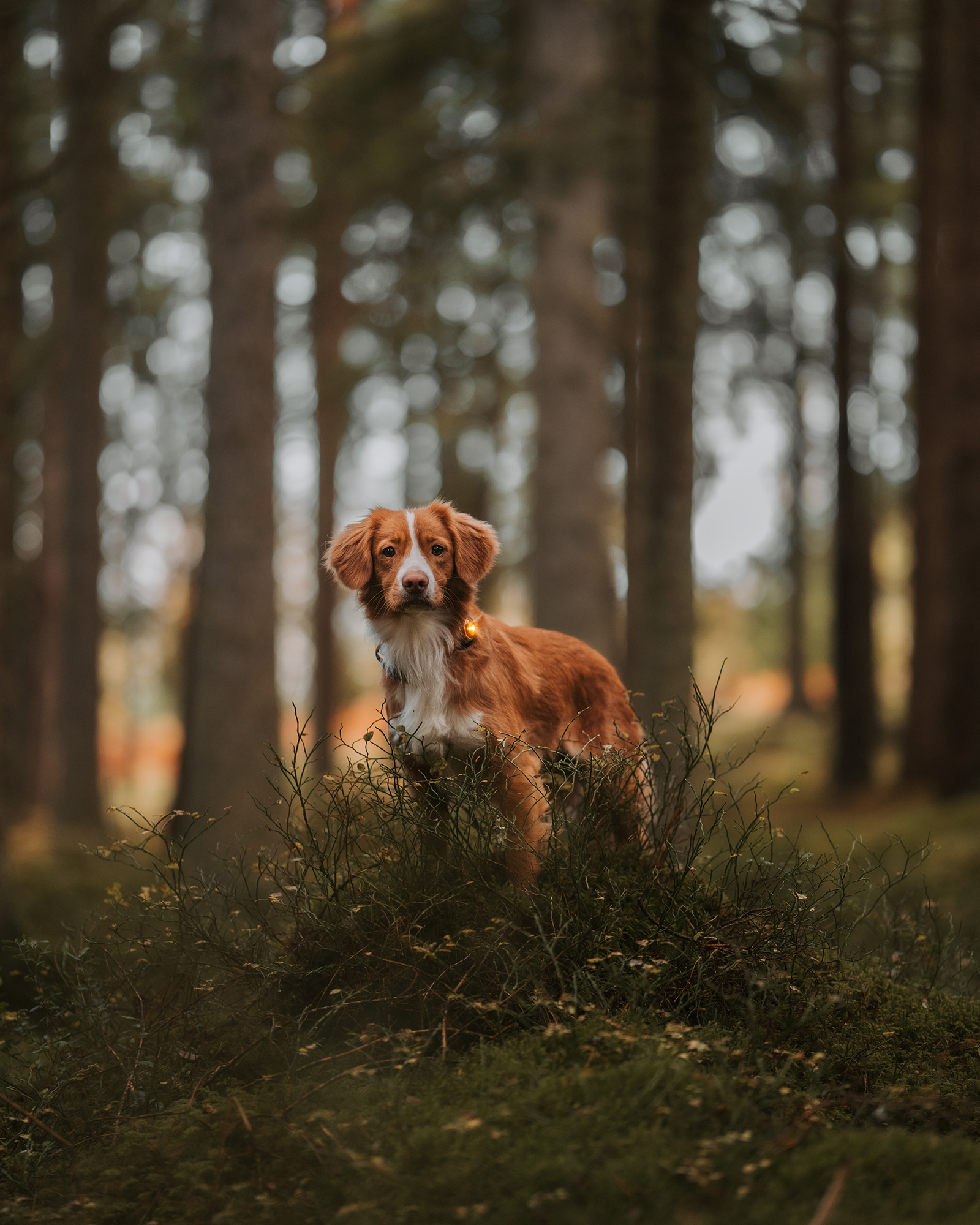 Orbiloc Dog Dual Light amber