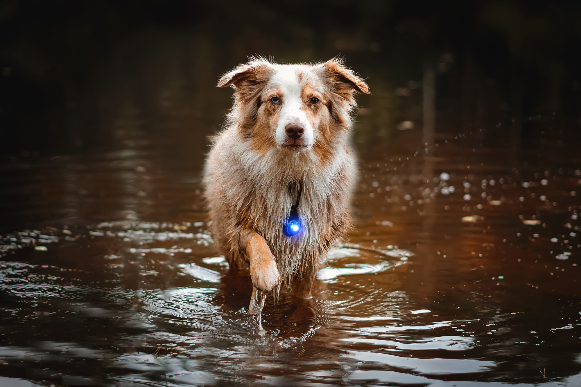Orbiloc Dog Dual Light blue