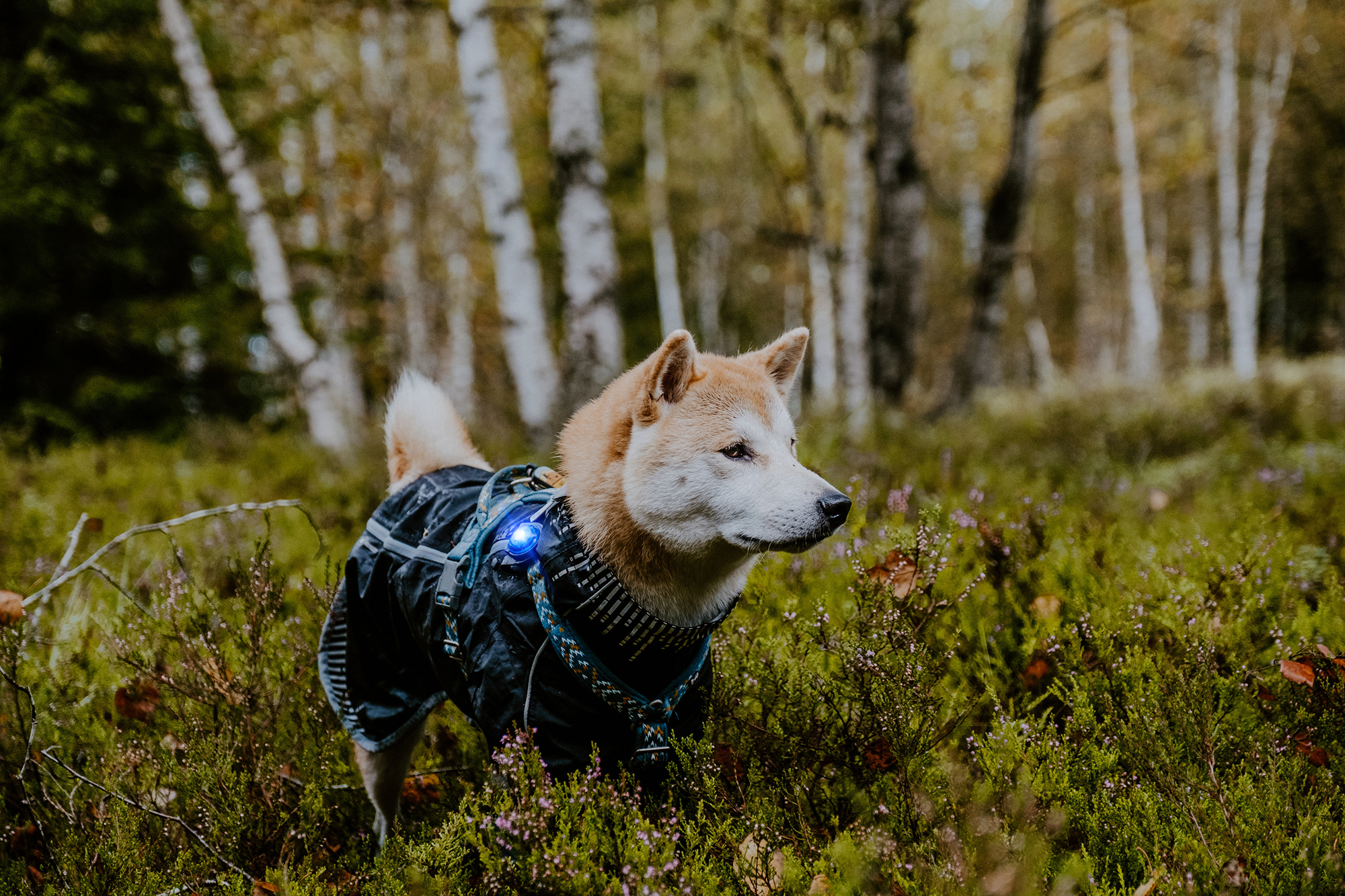 Orbiloc Dog Dual Light blue