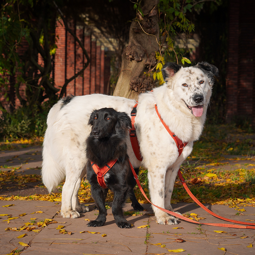 annyx Geschirr Fun Ahorn