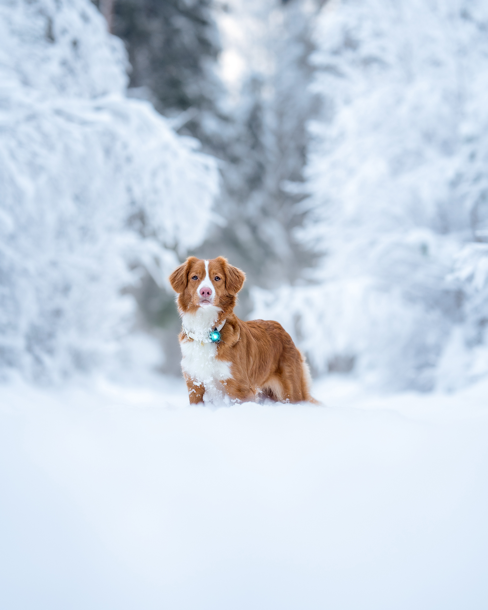 Orbiloc Dog Dual Light turquoise