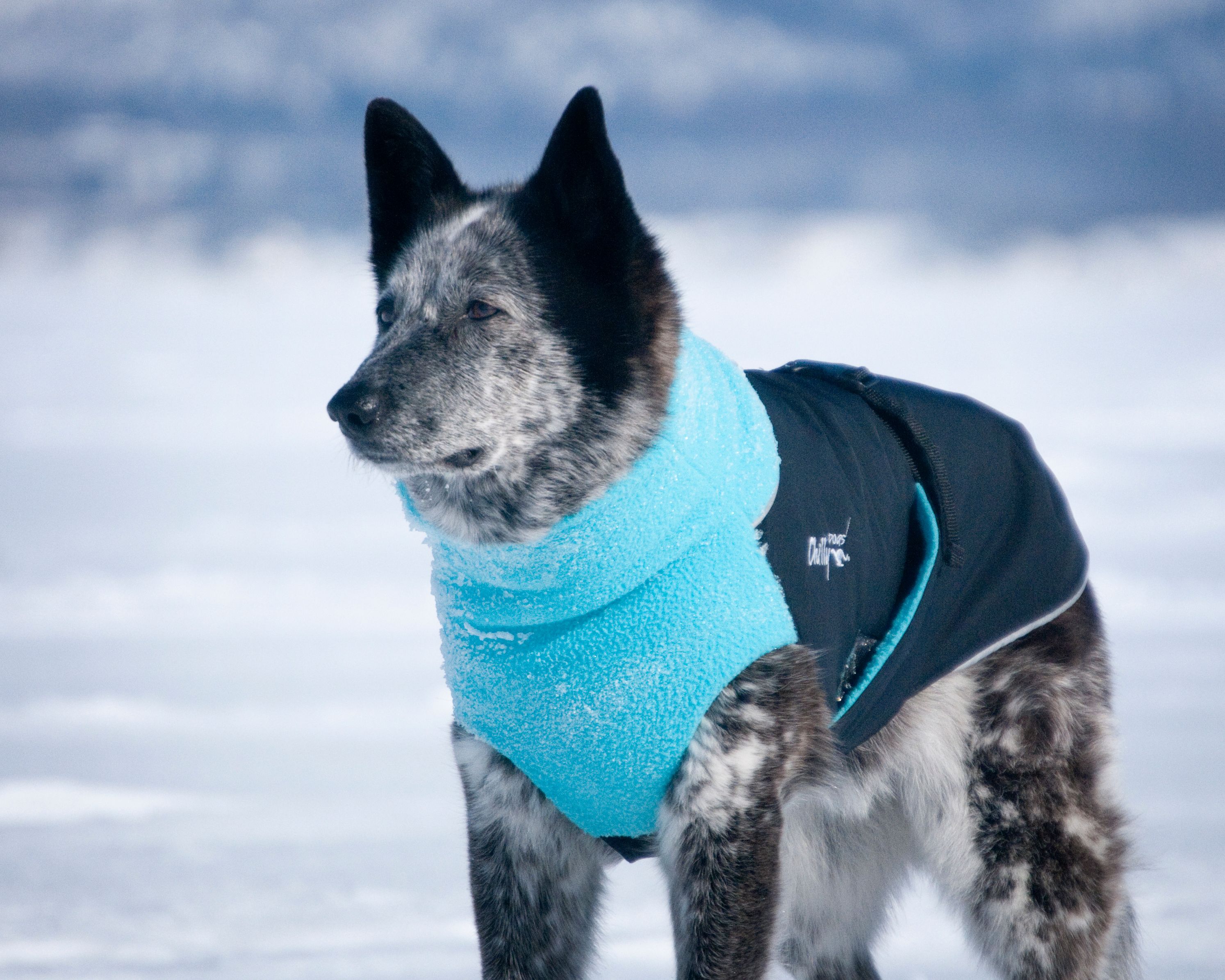 Chilly Dogs Great White North STANDARD