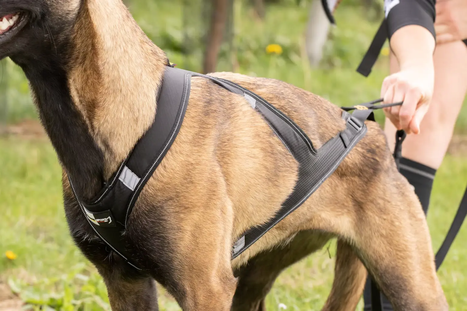 Alphadogsport OMEGA Harness 2.0 - verstellbares Zuggeschirr