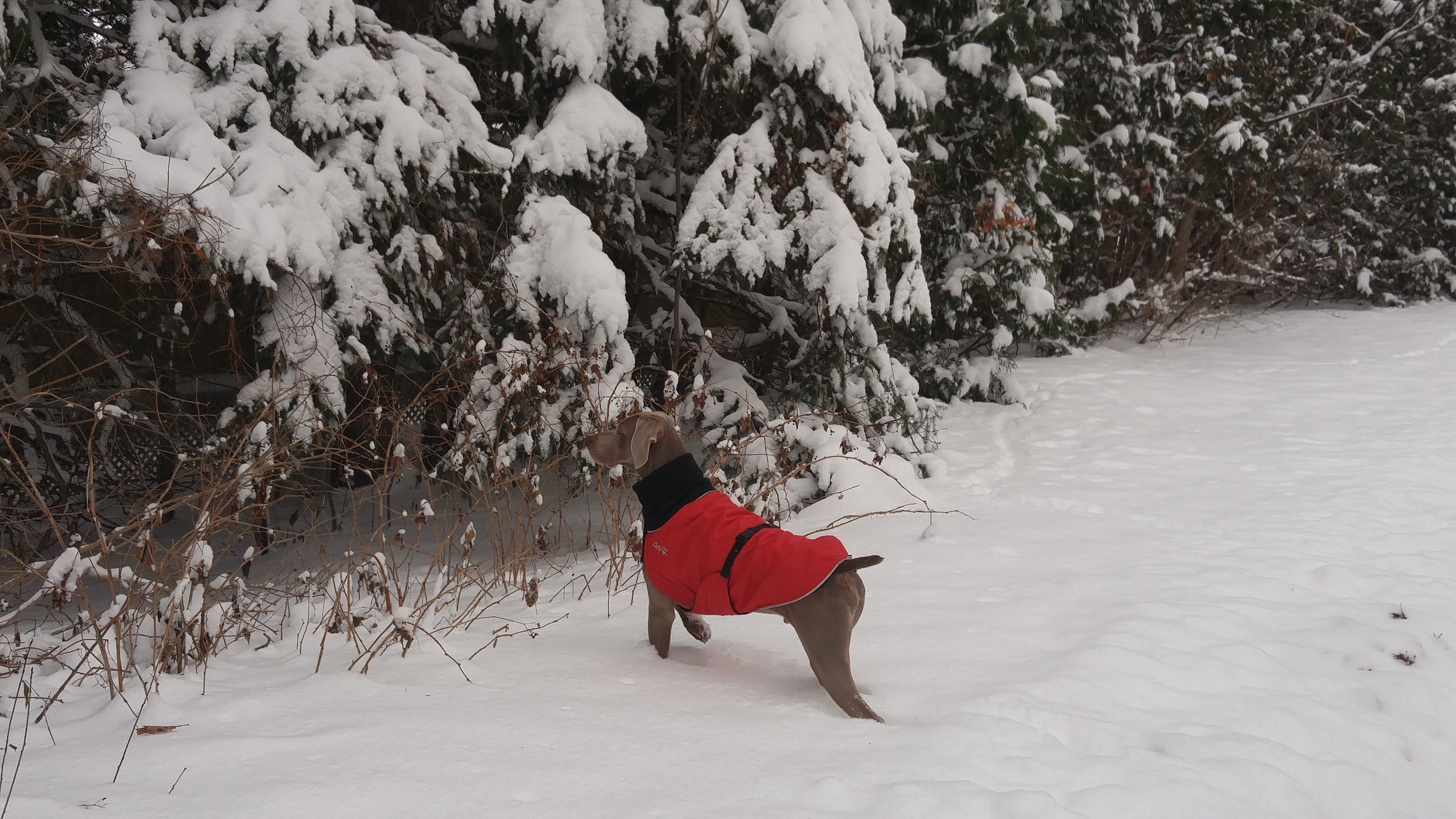 Chilly Dogs Great White North STANDARD