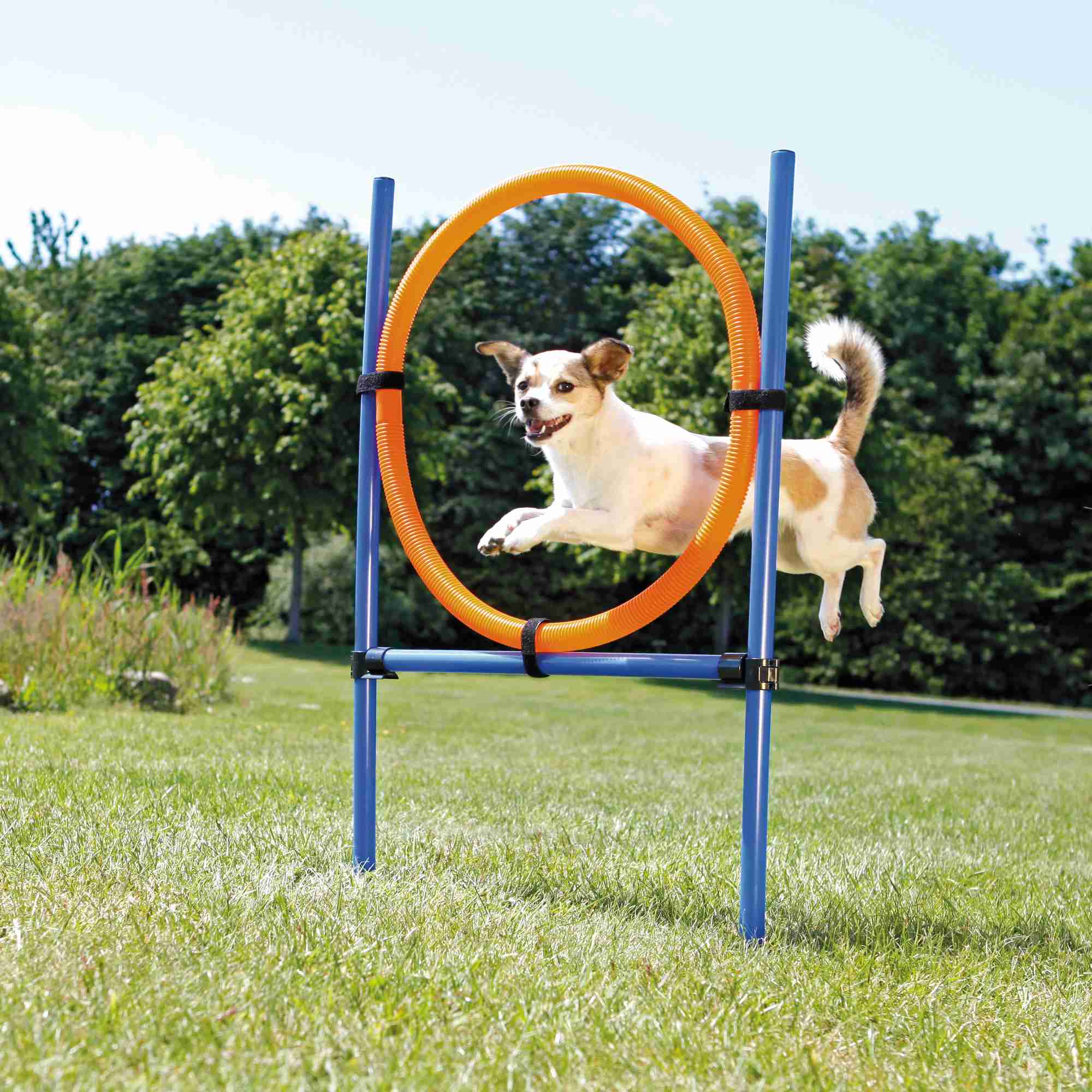 Trixie Dog Activity Agility Ring, Kunststoff 115 × ø 3cm, ø 65cm, blau/orange
