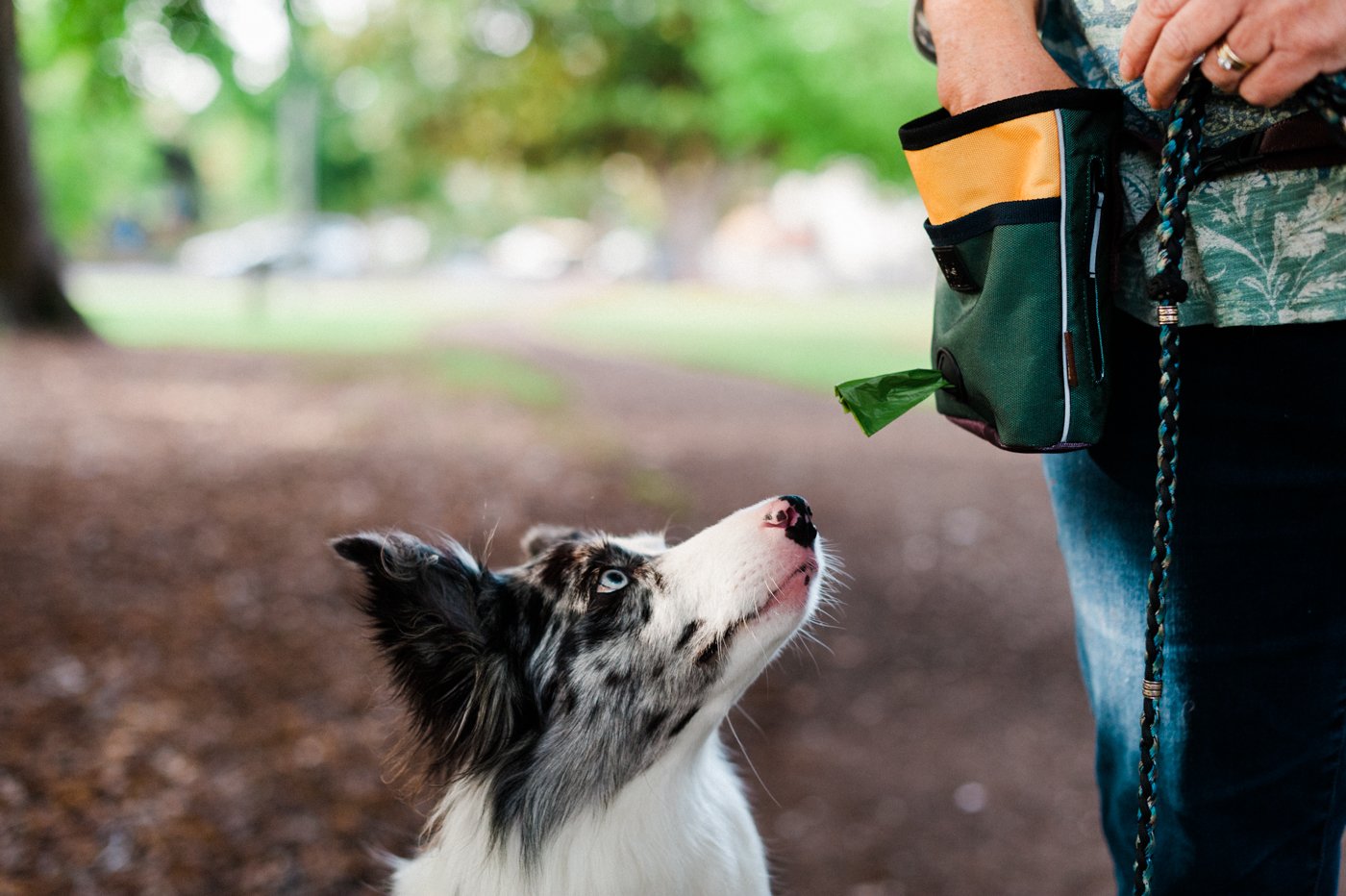 P.L.A.Y. Scout & About Landscape Series Deluxe Training Pouch