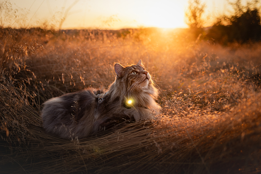 Orbiloc Dog Dual Light gold Orbiloc Dog Dual Light gold