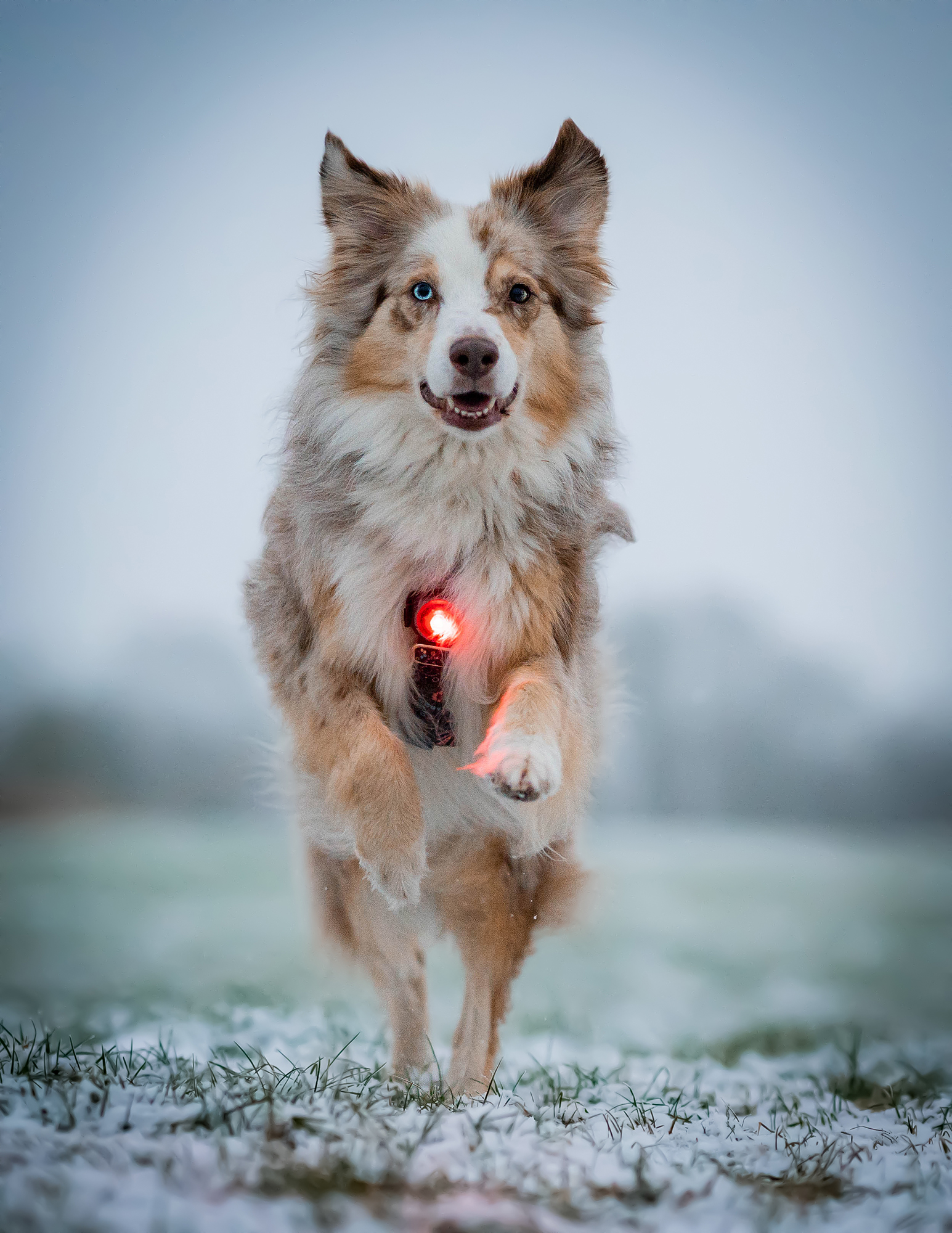 Orbiloc Dog Dual Light red