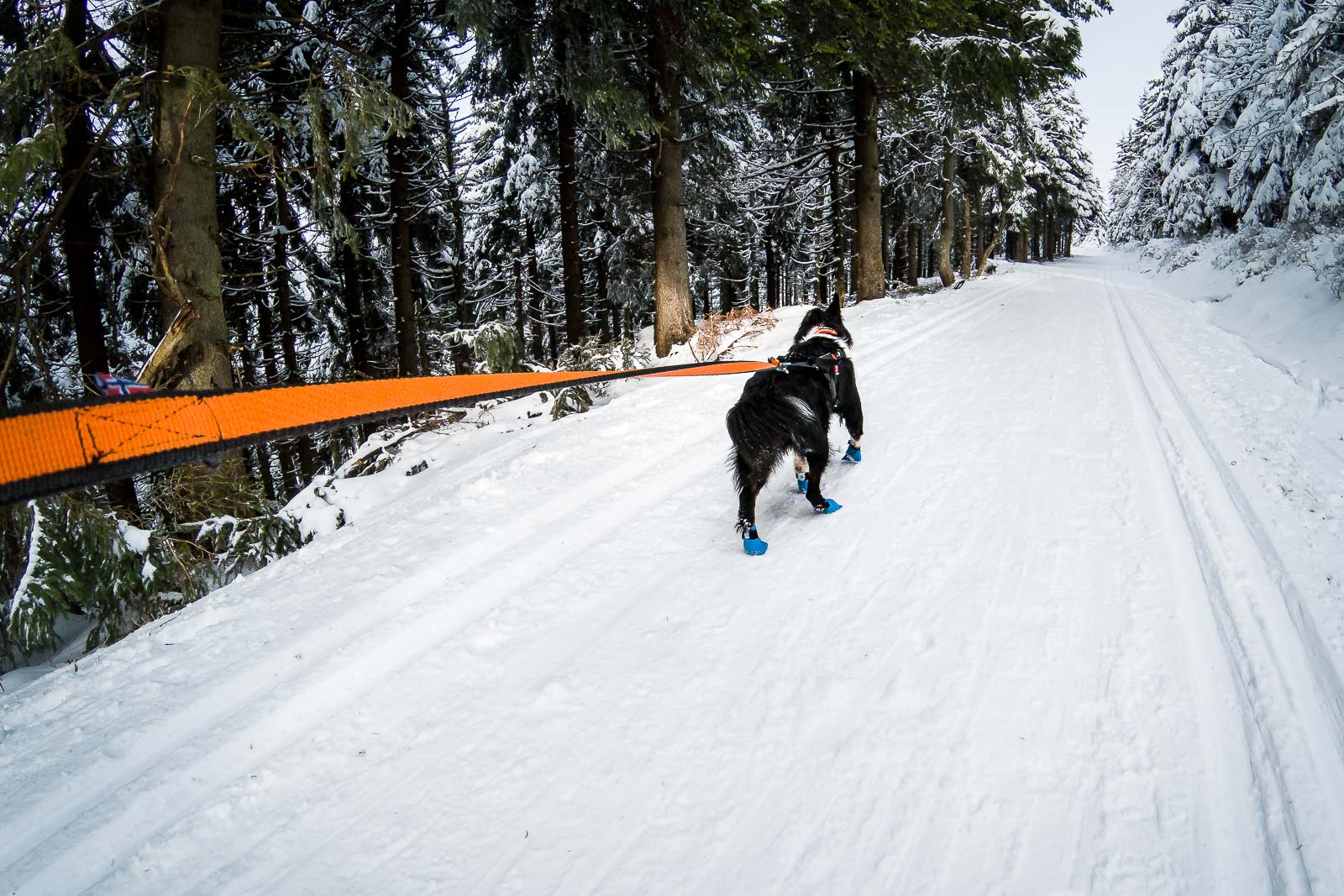 Non-stop dogwear Bungee Leash 2.0