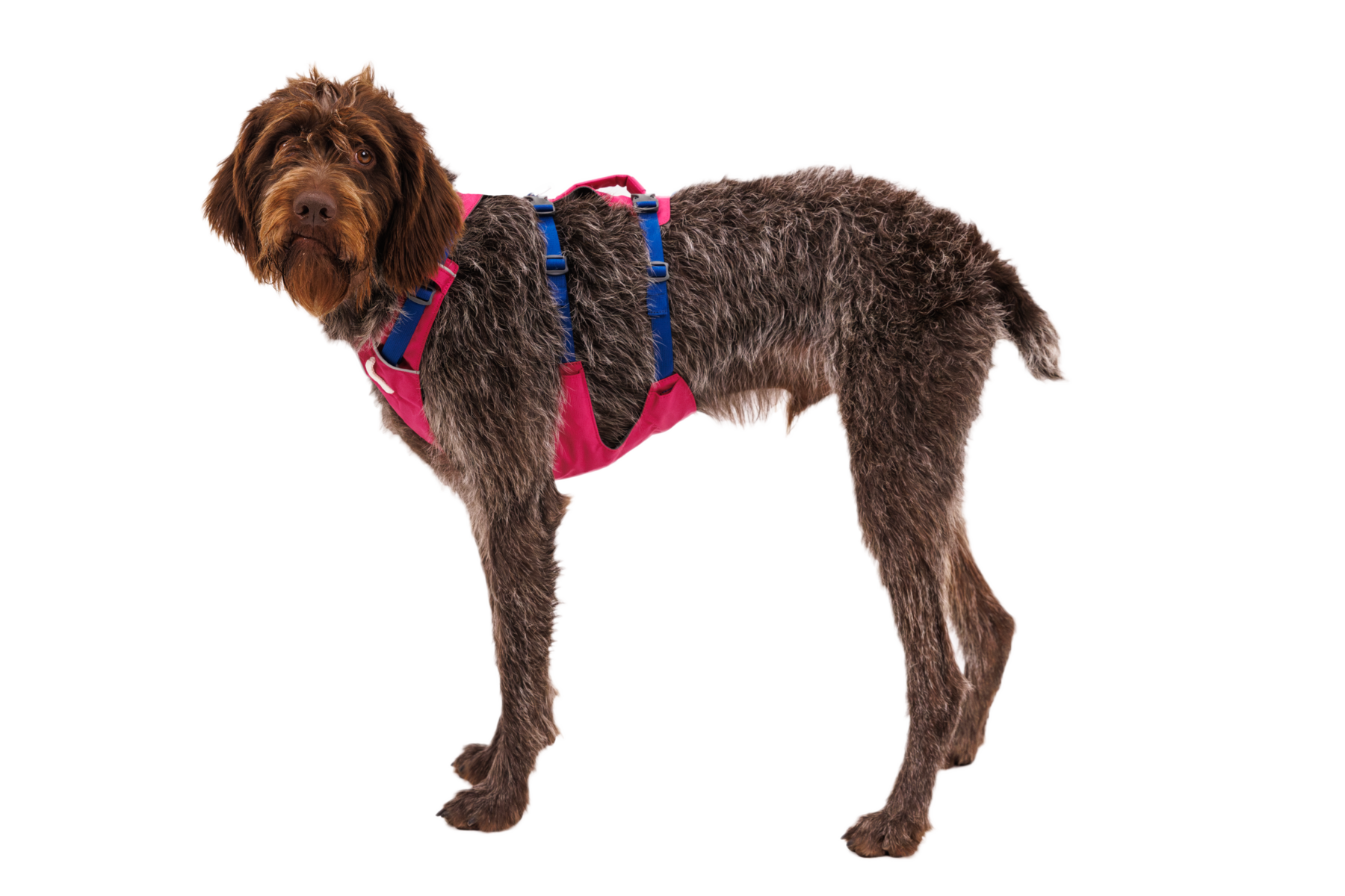 Ruffwear Flagline™ Harness Alpenglow Pink