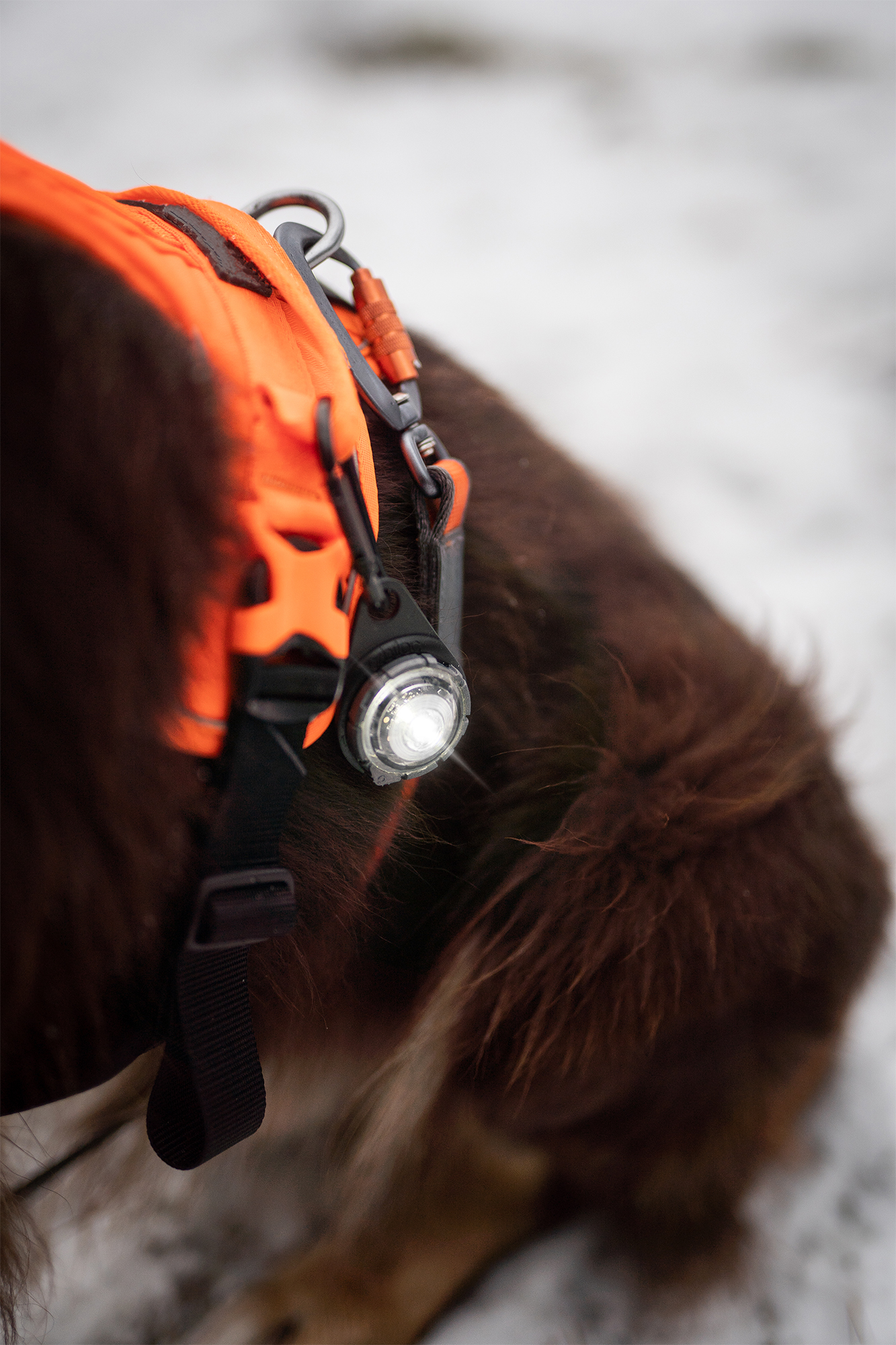Orbiloc Dog Dual Light white