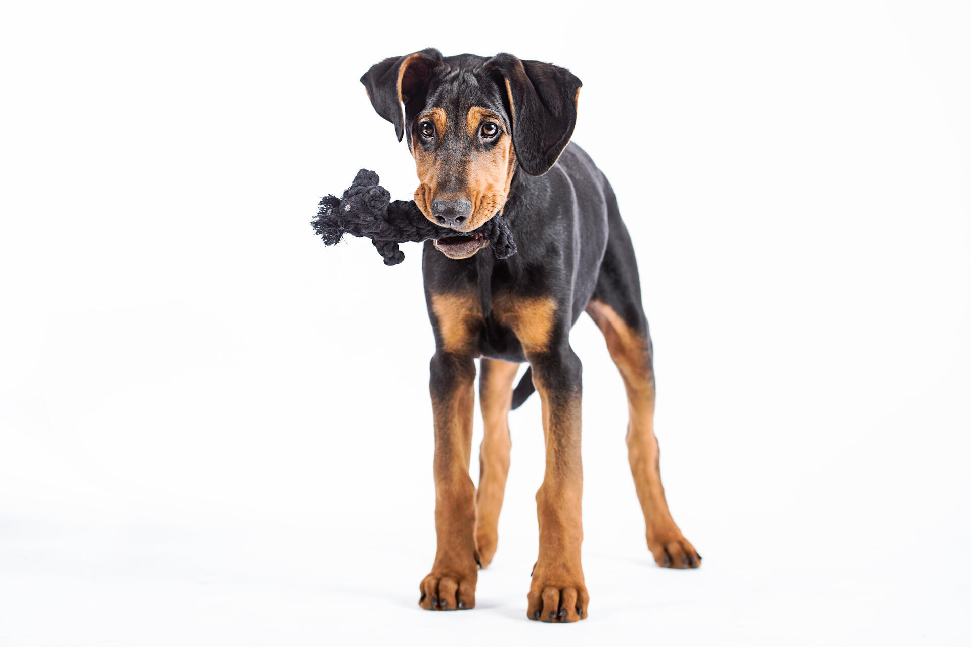 Laboni Hundespielzeug Kater Casanova schwarz 16cm