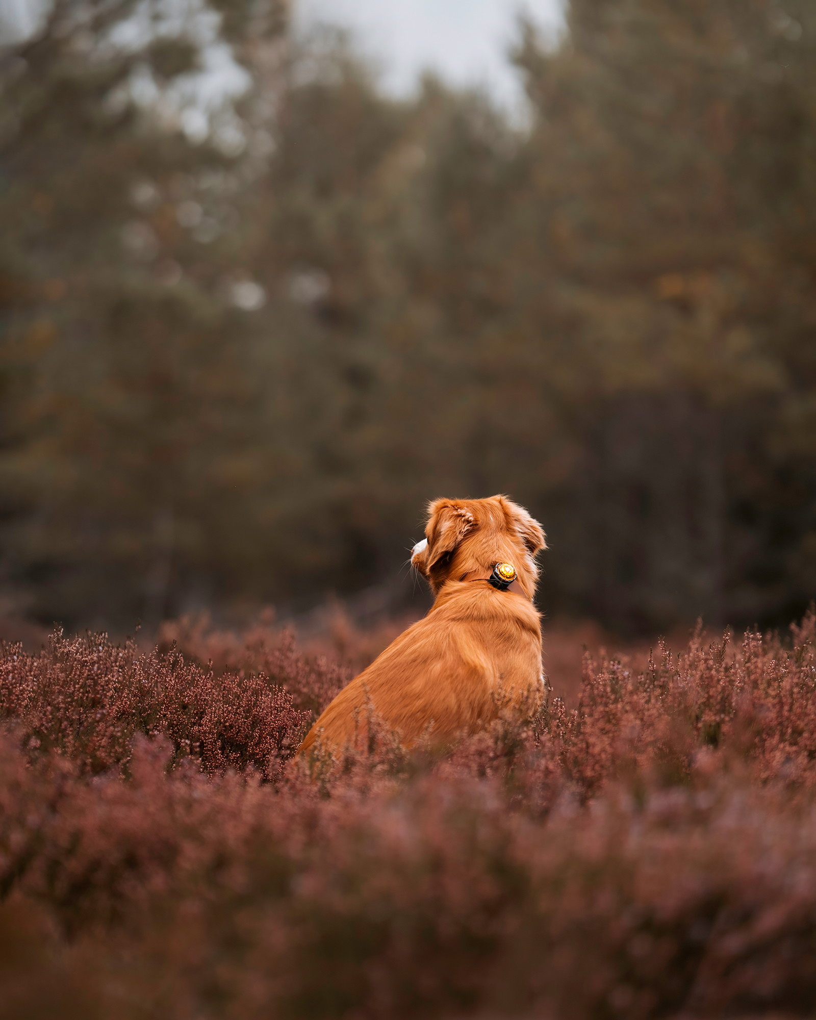 Orbiloc Dog Dual Light amber