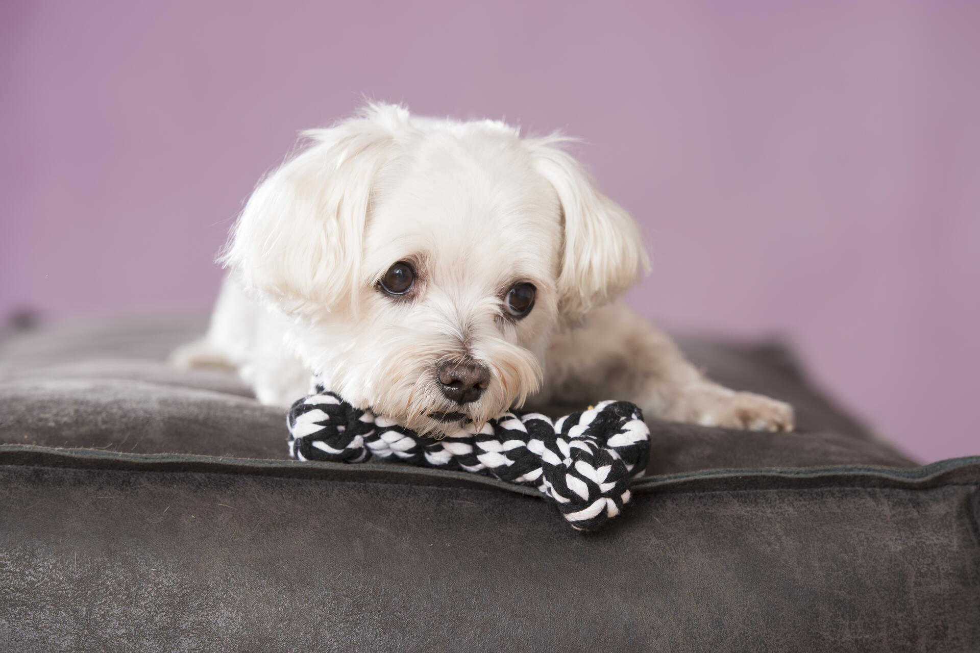 Laboni Hundespielzeug Bonnie Bone, 14cm