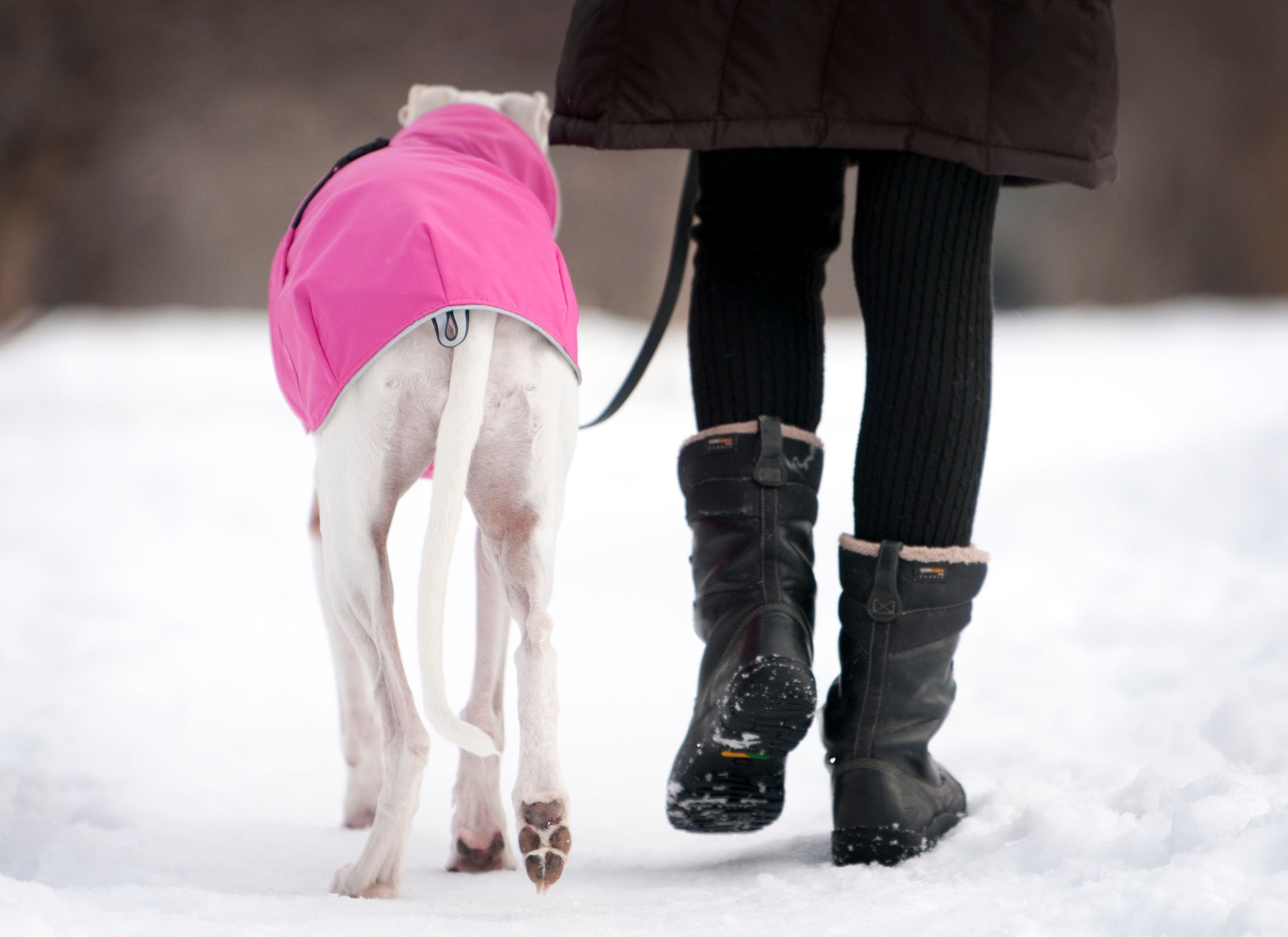 Chilly Dogs Harbour Slicker STANDARD Chilly Dogs Harbour Slicker STANDARD