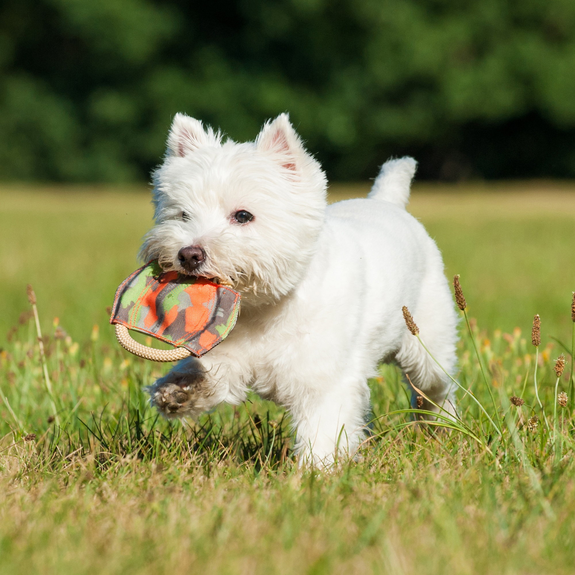 Major Dog Frisbee Mini Ø120mm - 35g