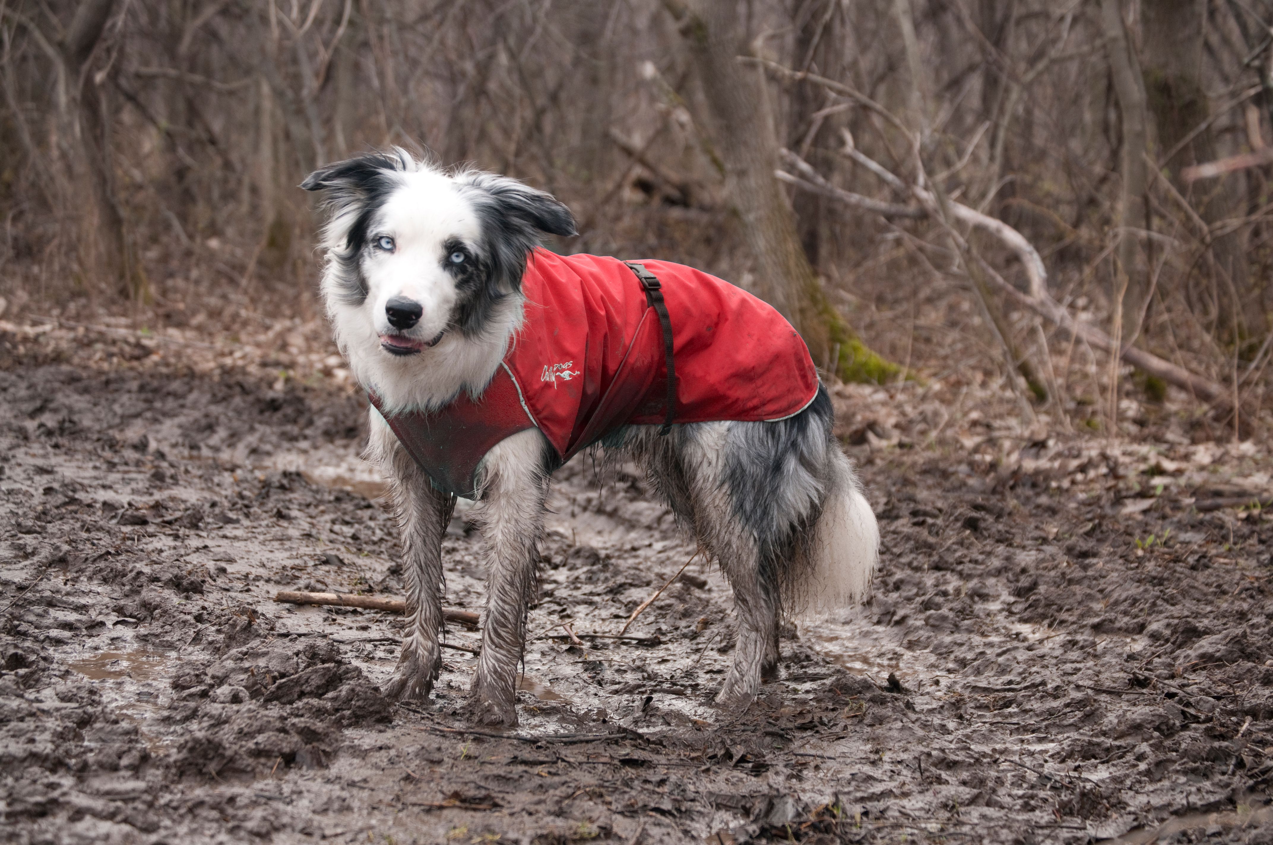 Chilly Dogs Harbour Slicker STANDARD