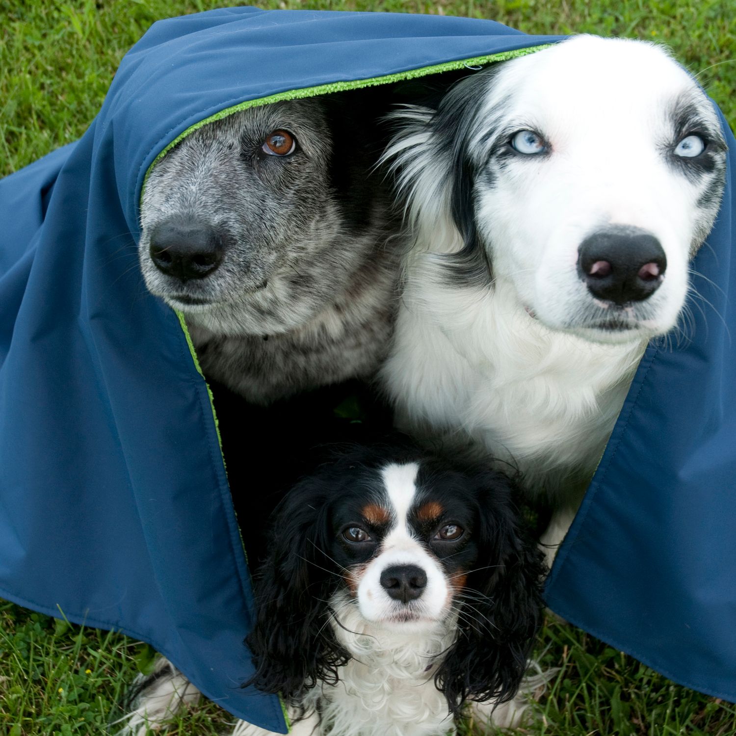 Chilly Dogs Reversible Soaker Blanket