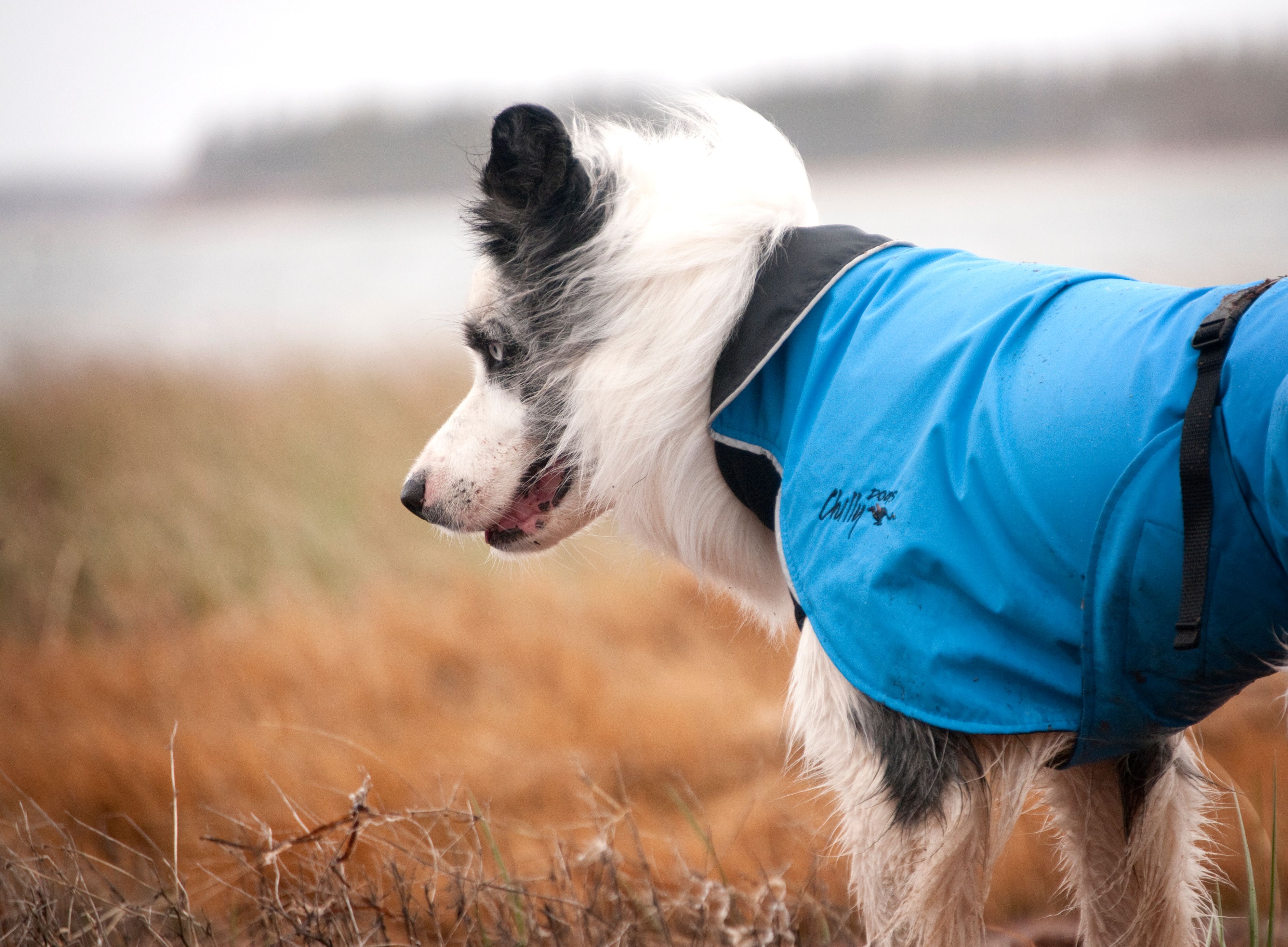 Chilly Dogs Harbour Slicker STANDARD