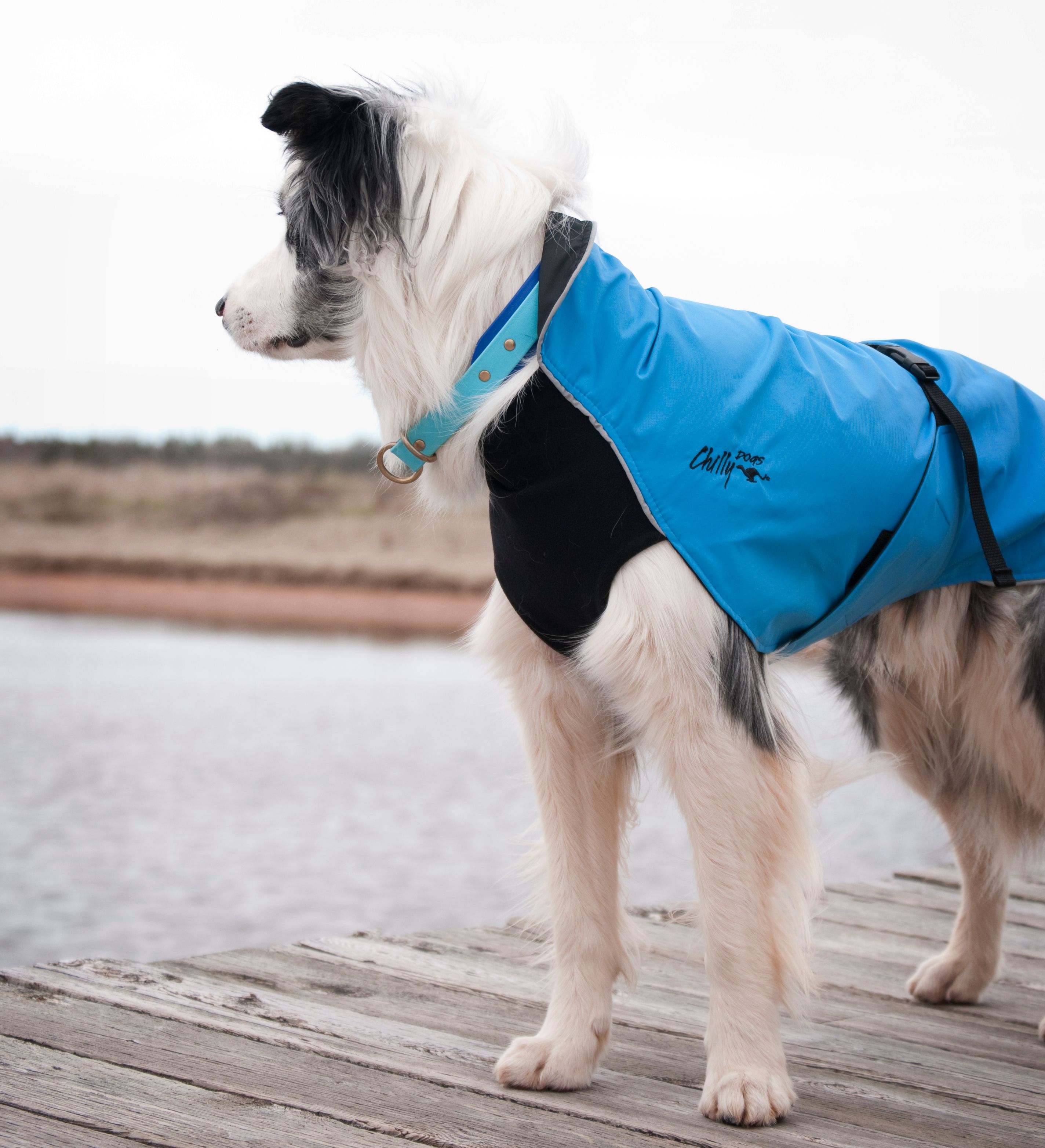 Chilly Dogs Harbour Slicker STANDARD