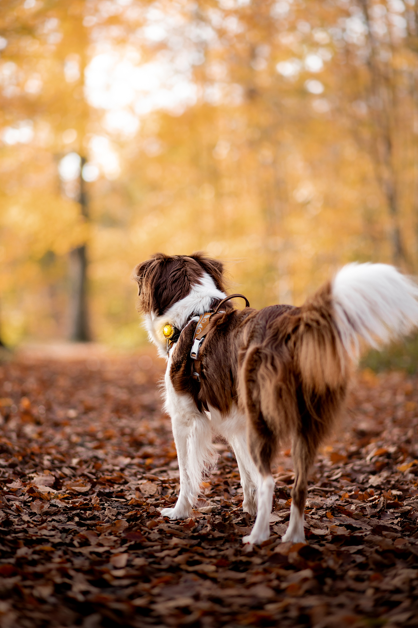 Orbiloc Dog Dual Light yellow