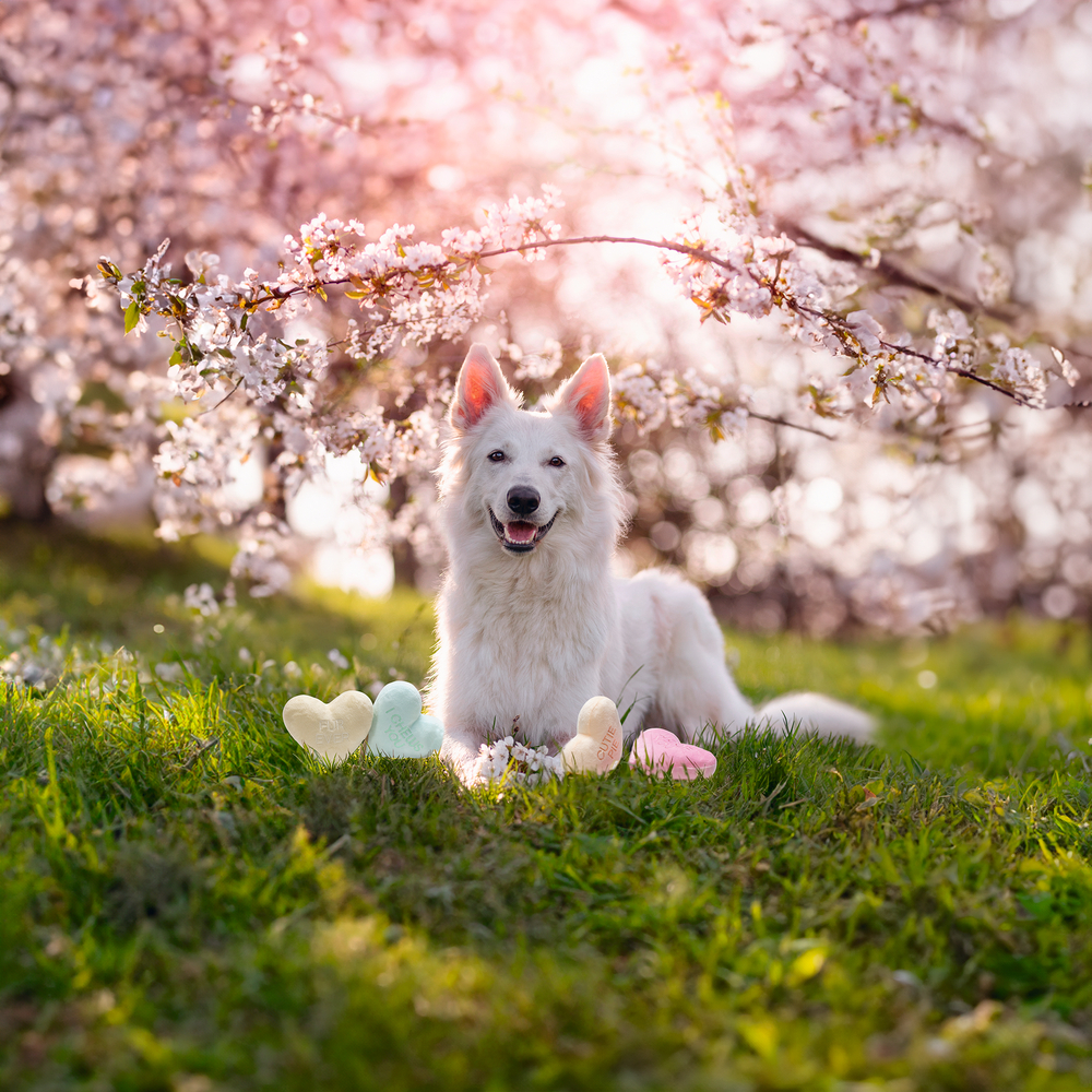 Beeztees Hundespielzeug Valentinstag Herzensdieb