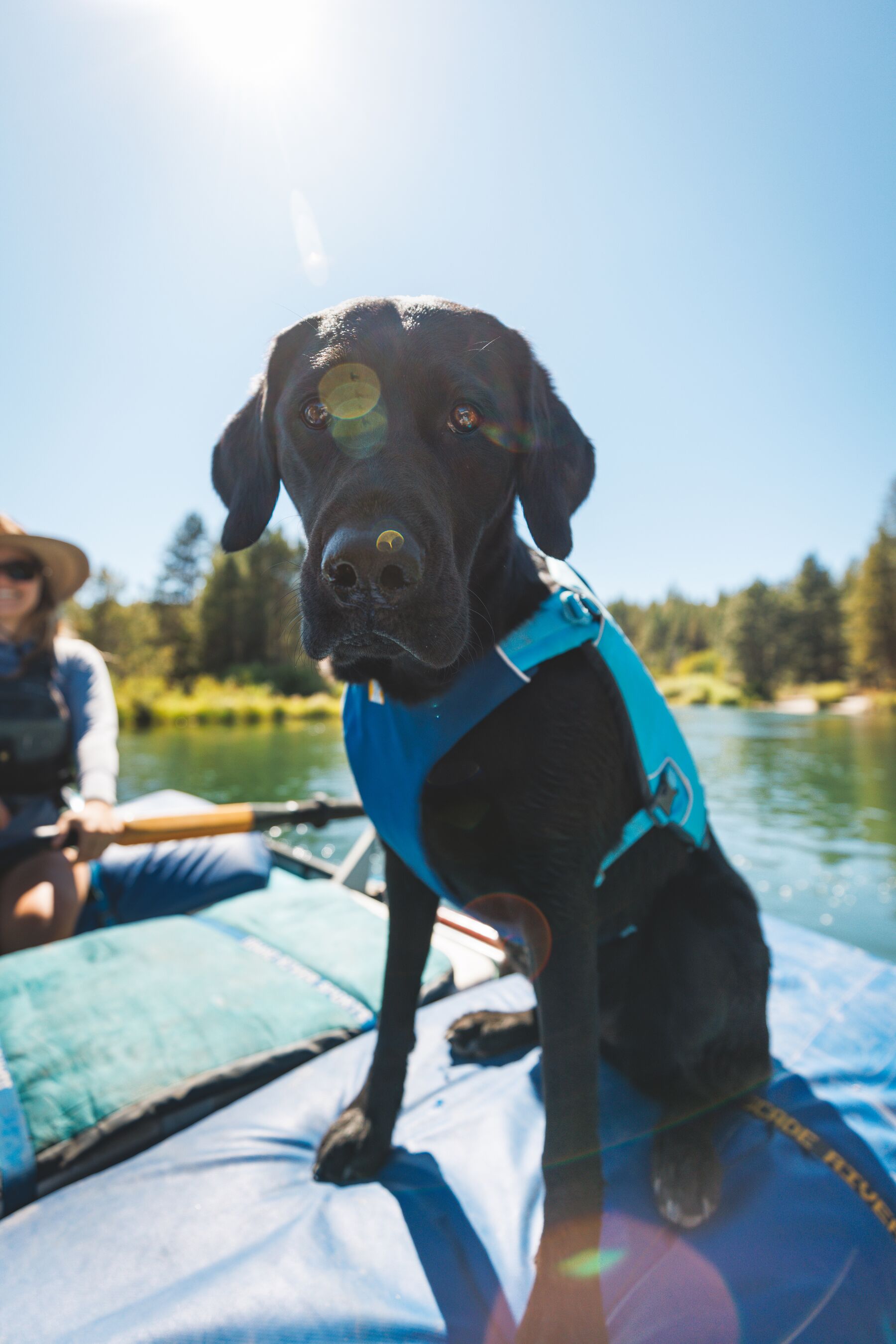 Ruffwear Confluence™ Support Jacket Biolumin Blue Ruffwear Confluence™ Support Jacket Biolumin Blue