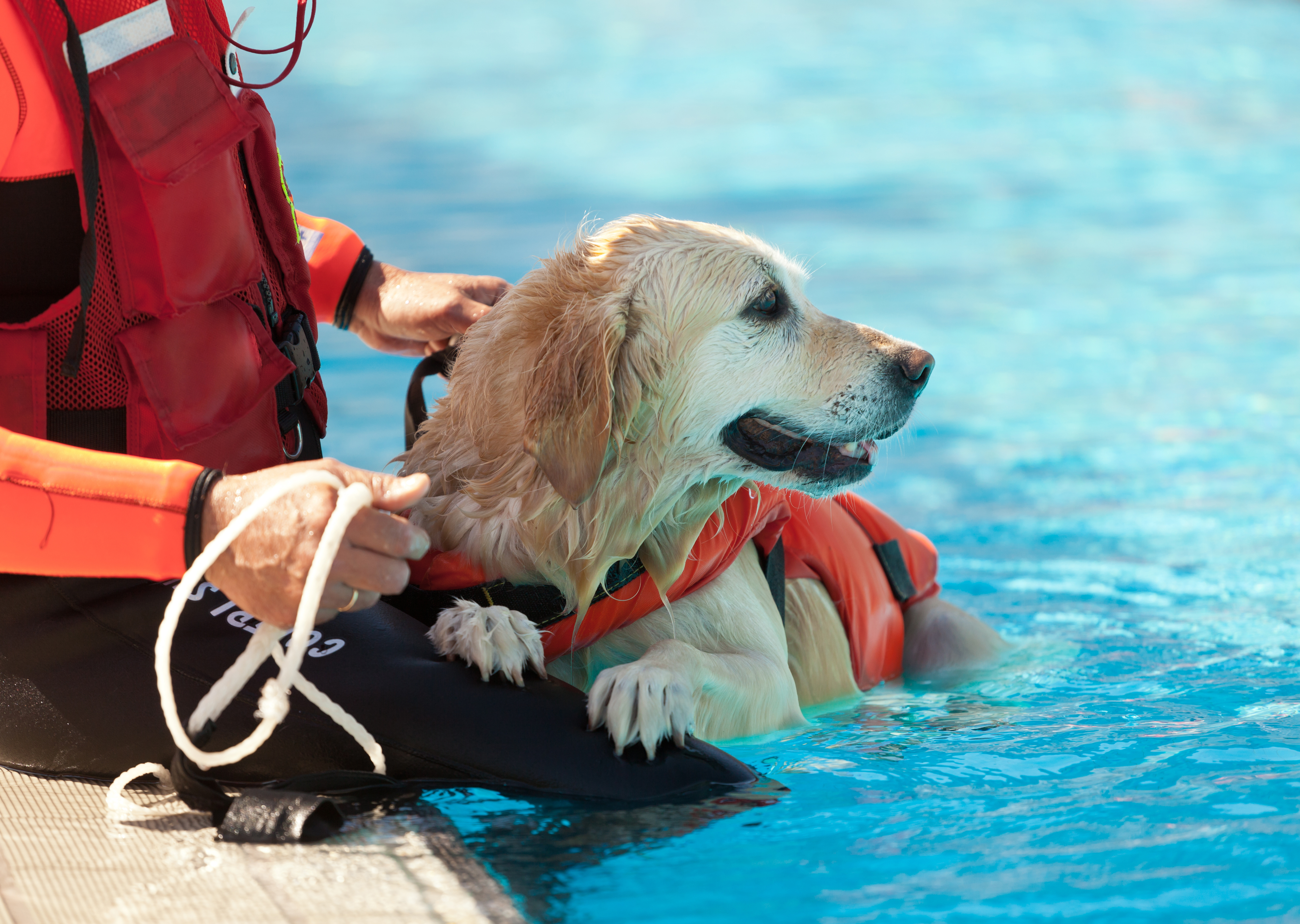 Alter Hund mit roter Schwimmweste im Pool.