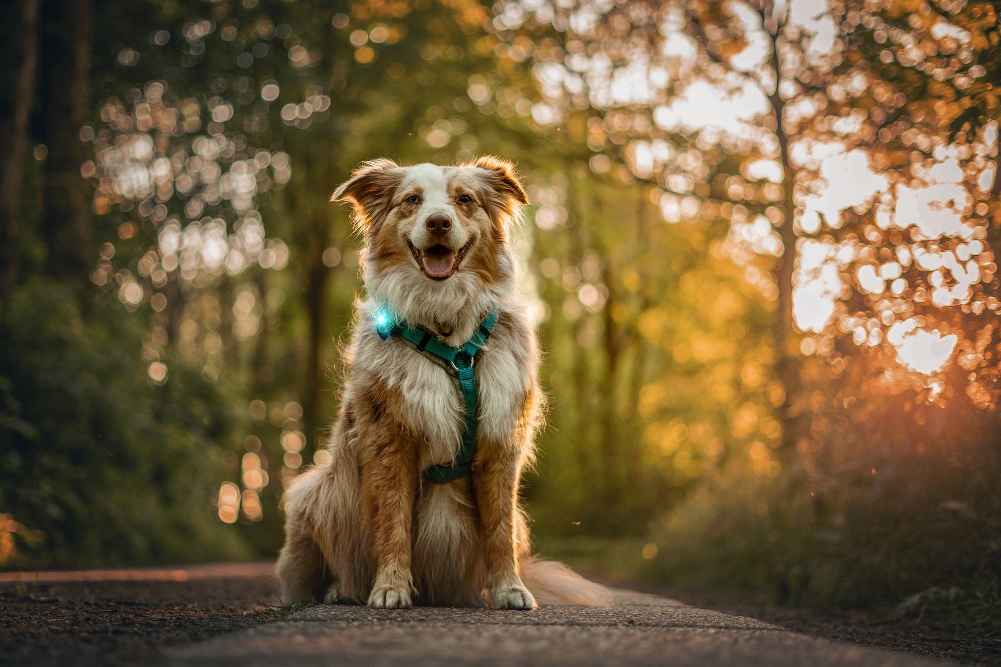 Orbiloc Dog Dual Light turquoise