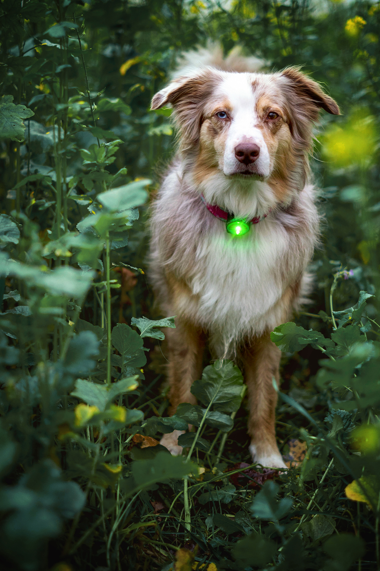 Orbiloc Dog Dual Light green