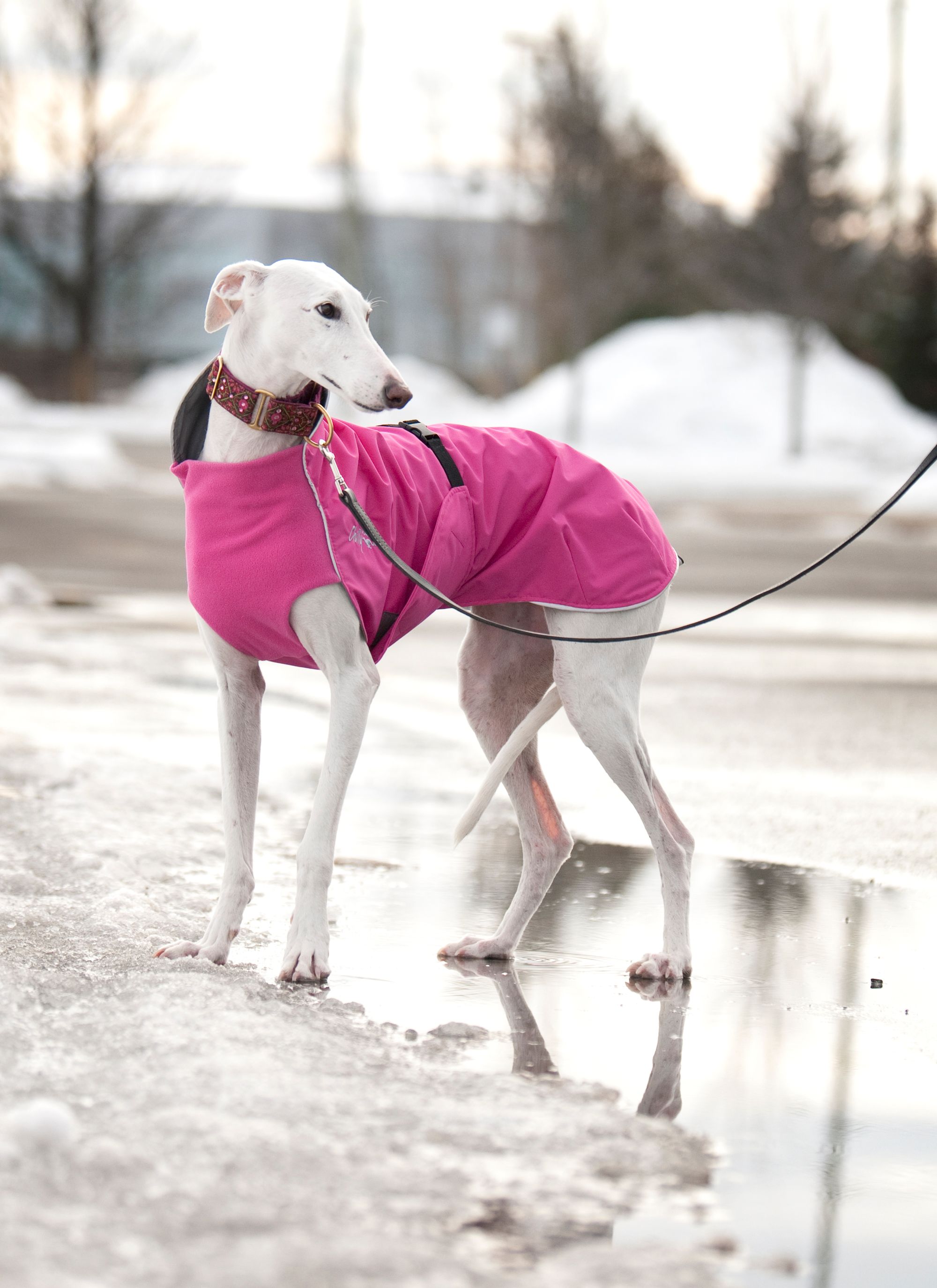 Chilly Dogs Harbour Slicker STANDARD Chilly Dogs Harbour Slicker STANDARD