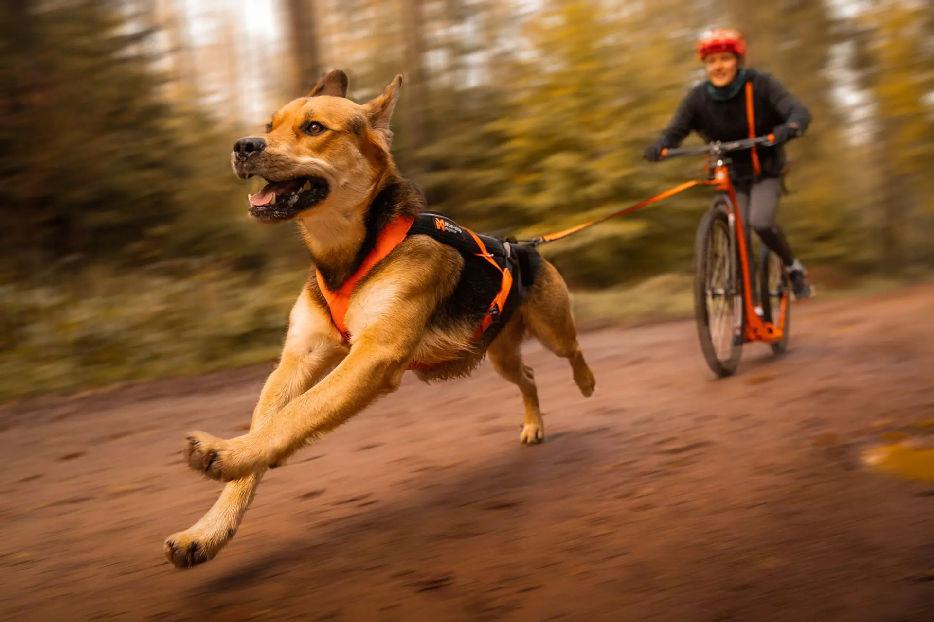 Non-stop dogwear Freemotion 5.0 black/orange