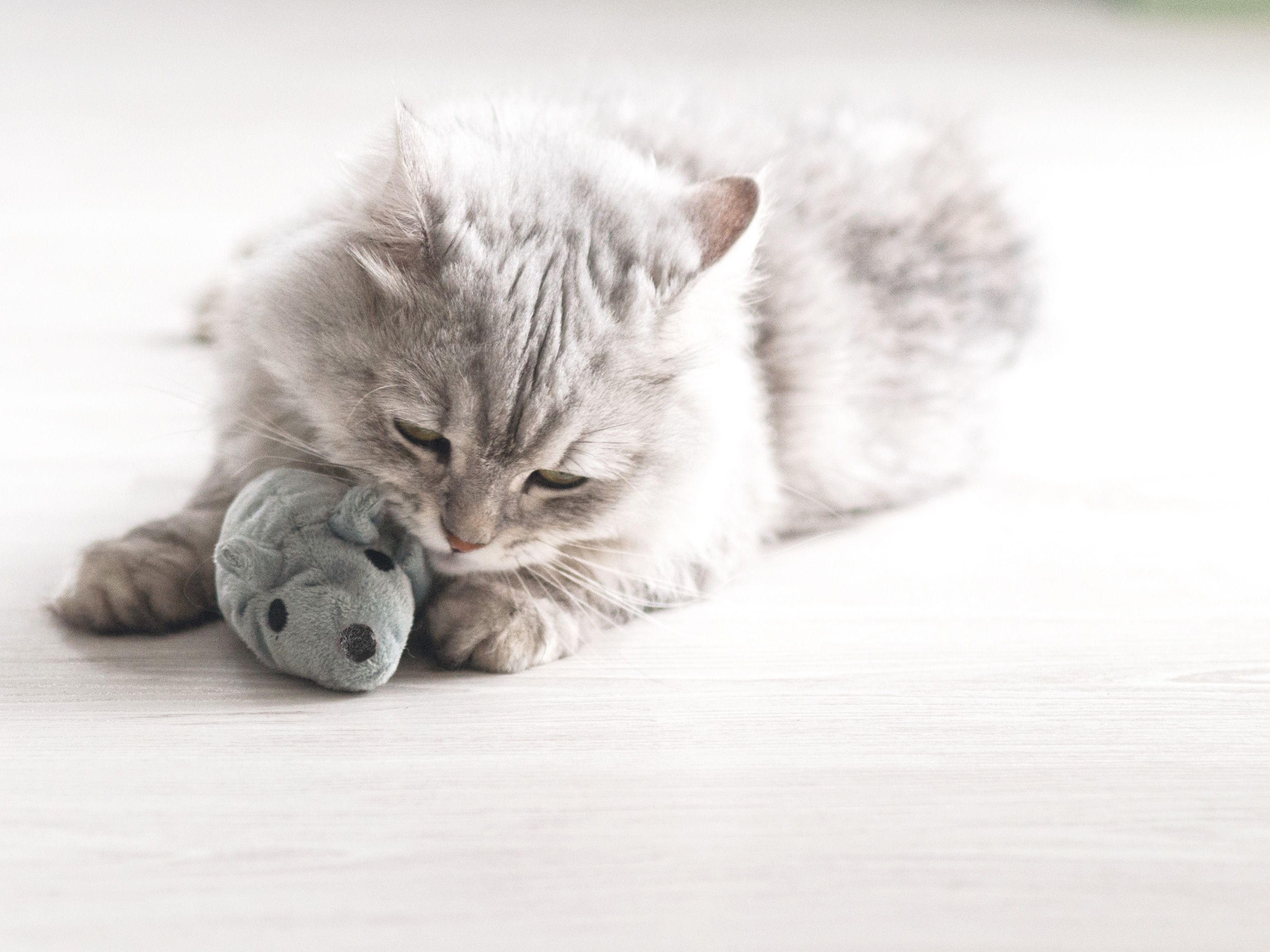 Aumüller Minzi-Maus Katzenspielzeug gefüllt mit Katzenminze und Dinkelspelz